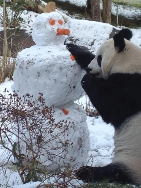 Tian Tian and her snowman