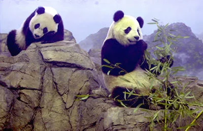 Will National Zoo replace pandas when lease expires?