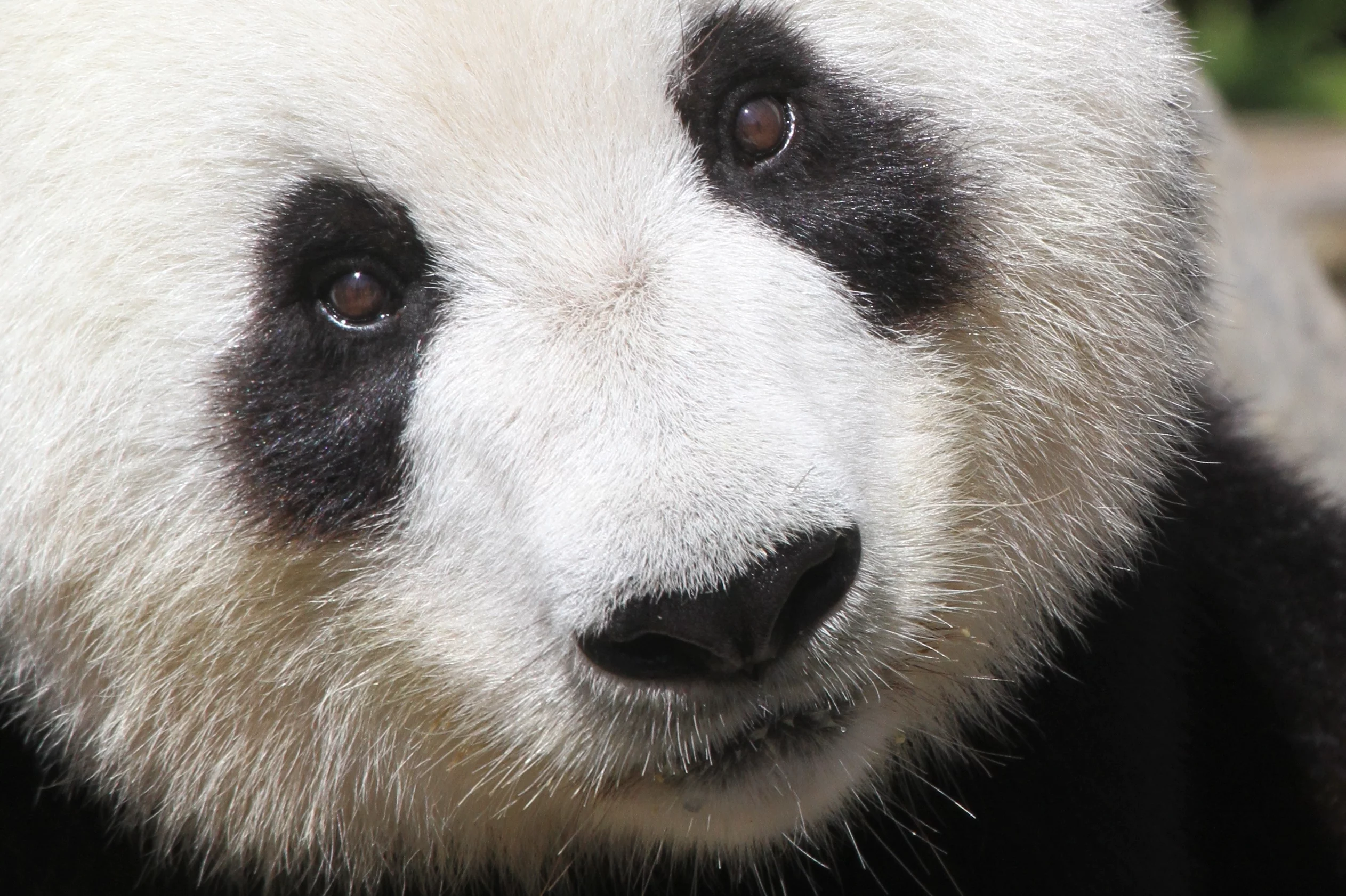 The Giant Panda