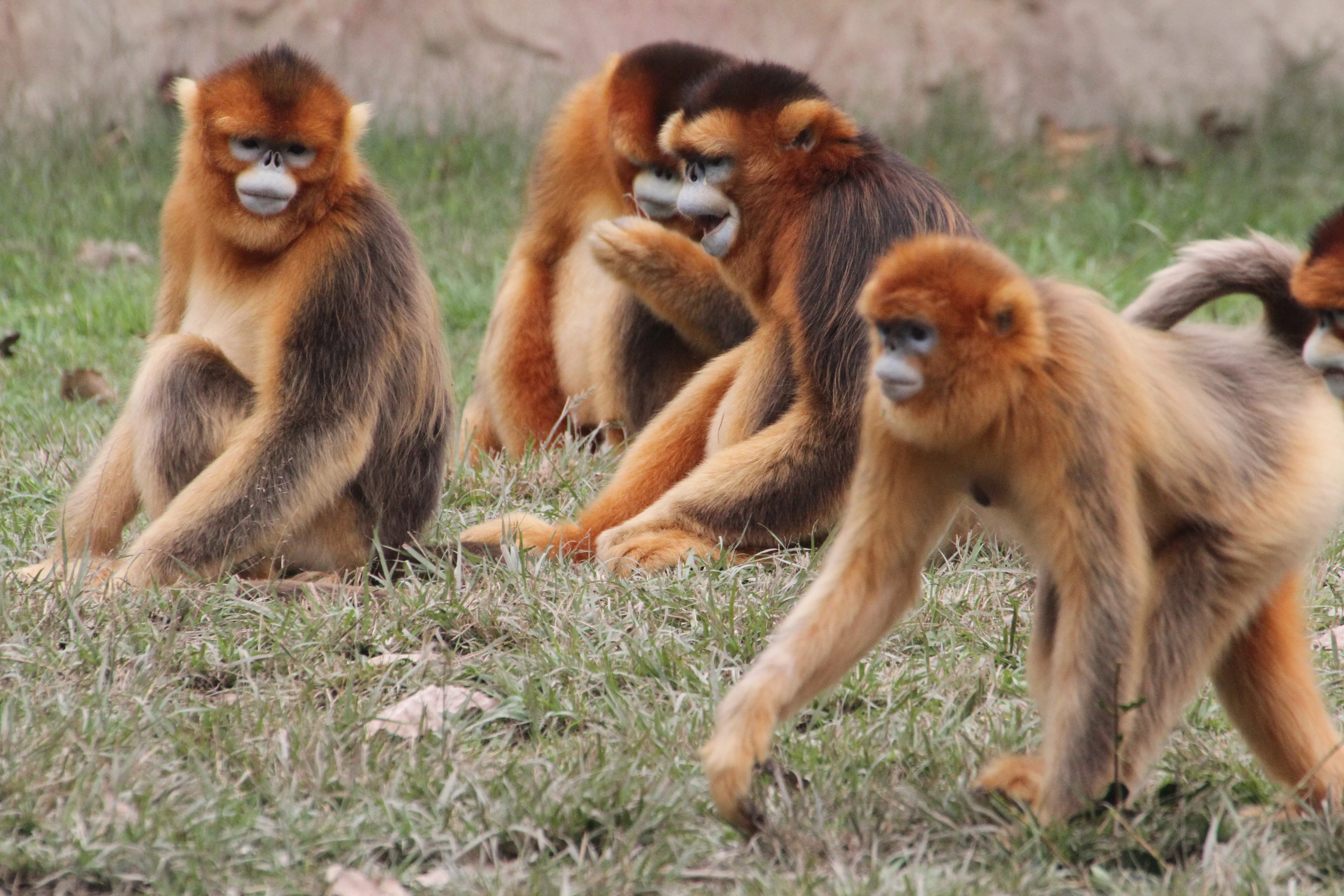 Golden Snub-Nosed Monkey