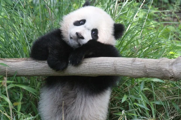 Bao Bao
