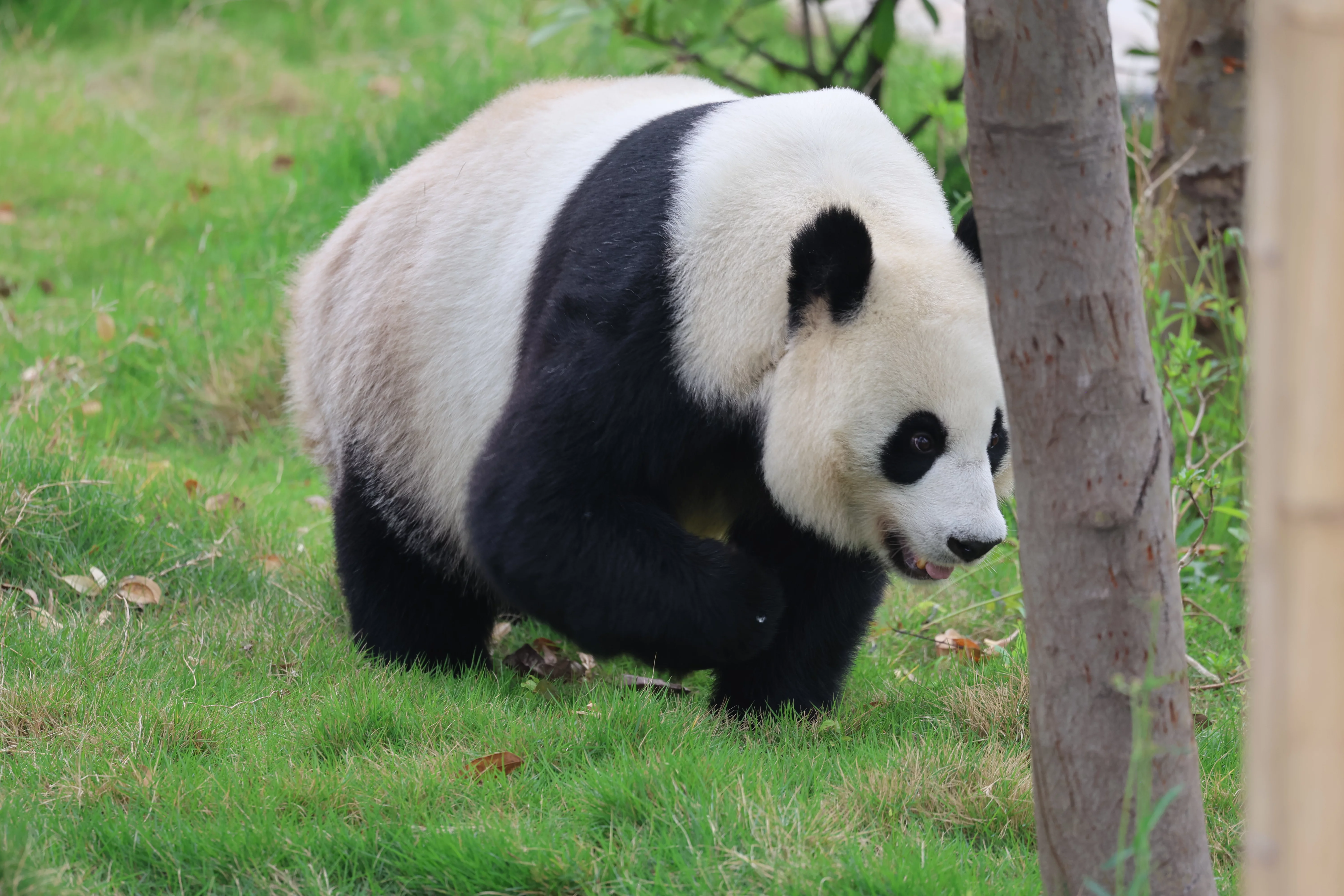Zhao Mei
