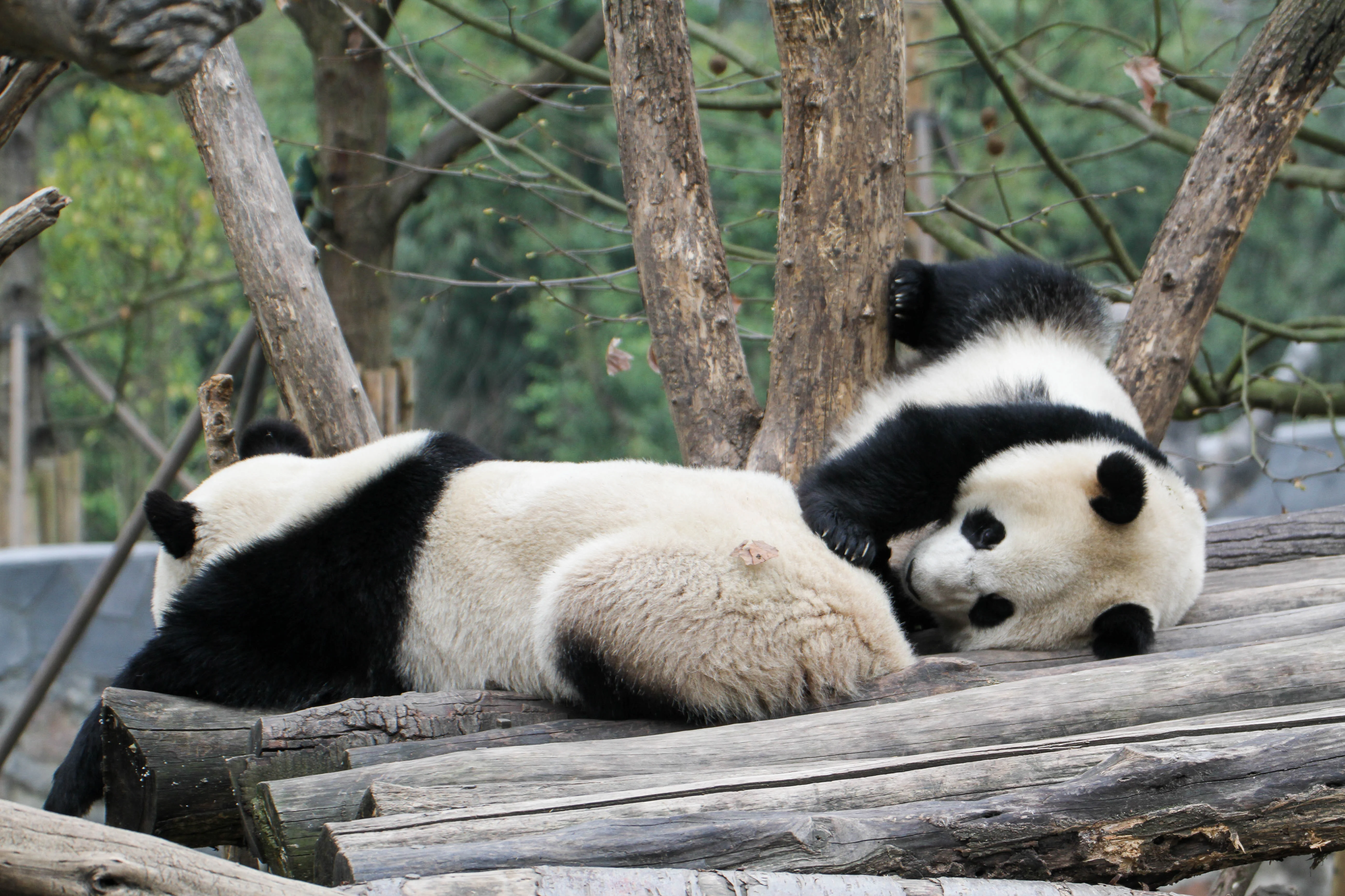 Pan Yue