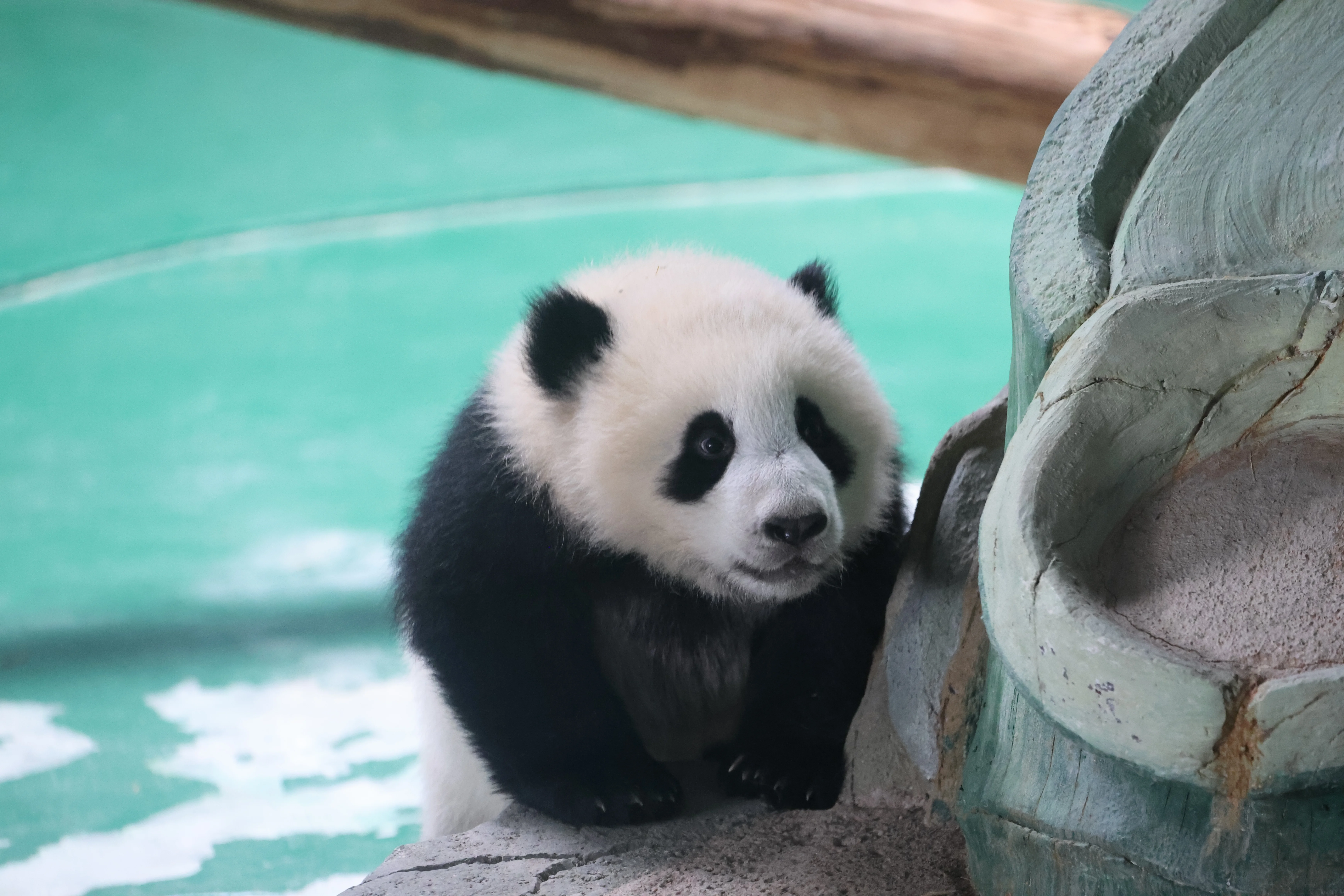 Lanzhou cub 2025