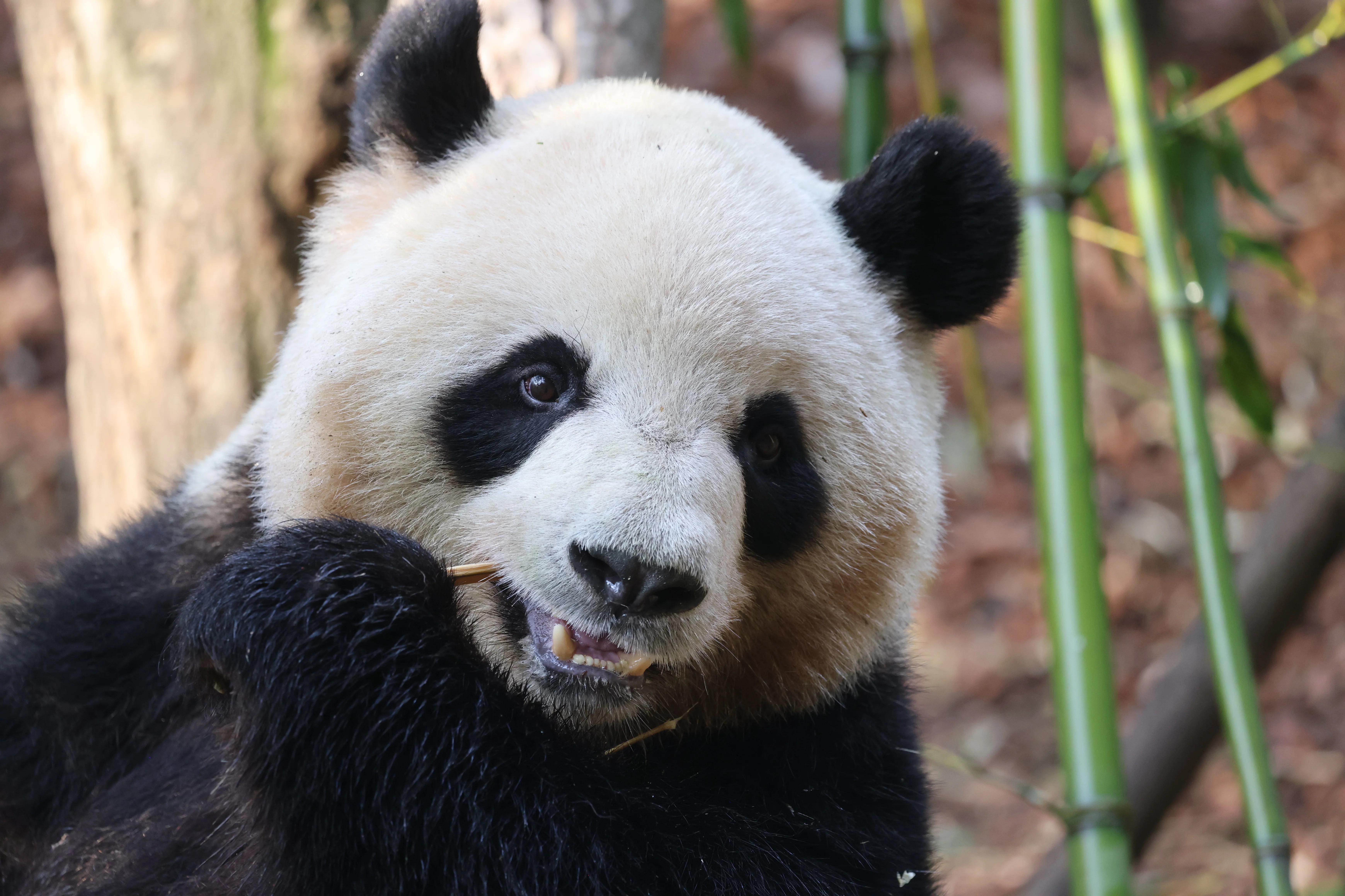Mei Lan