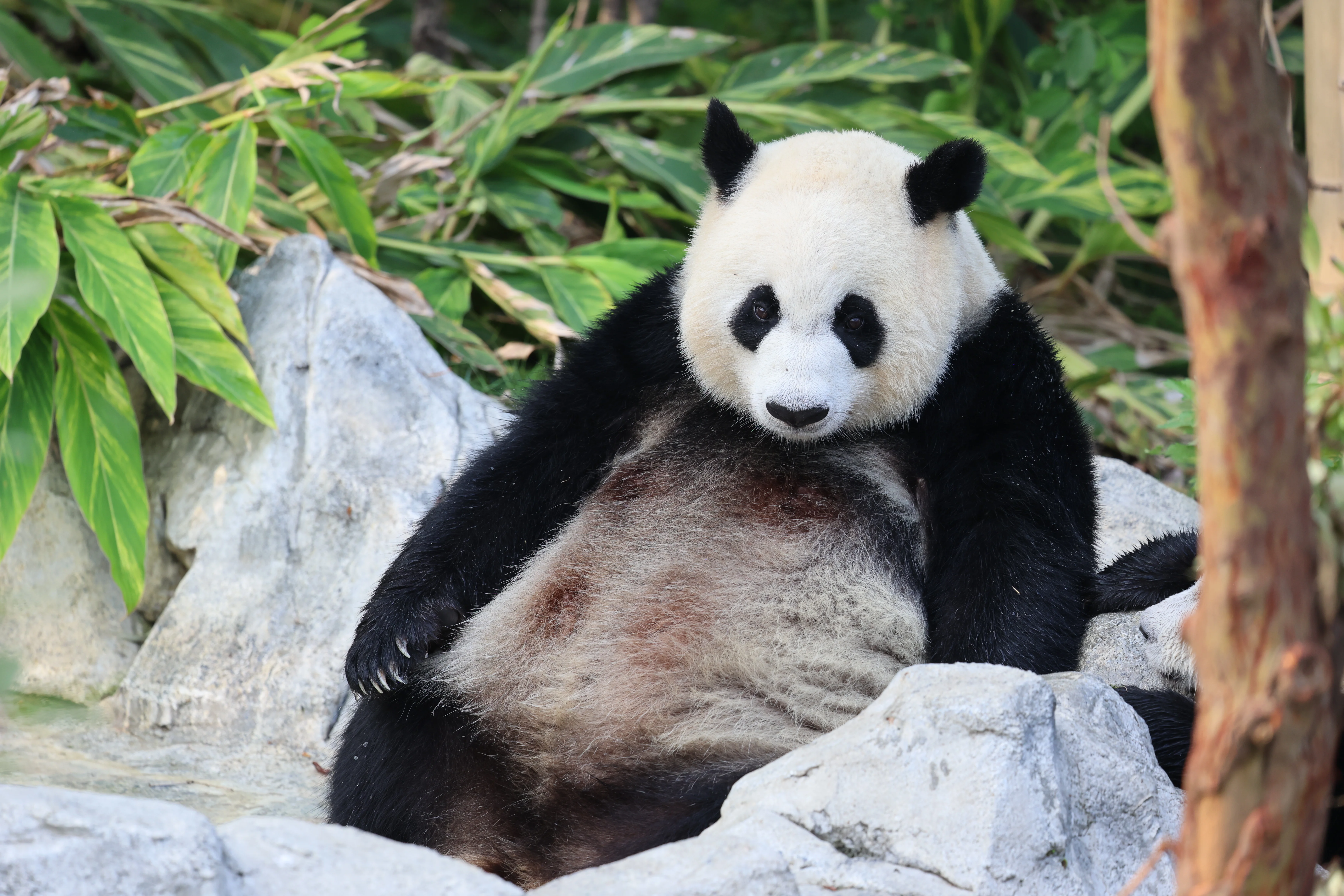 Zhen Xi (3U)