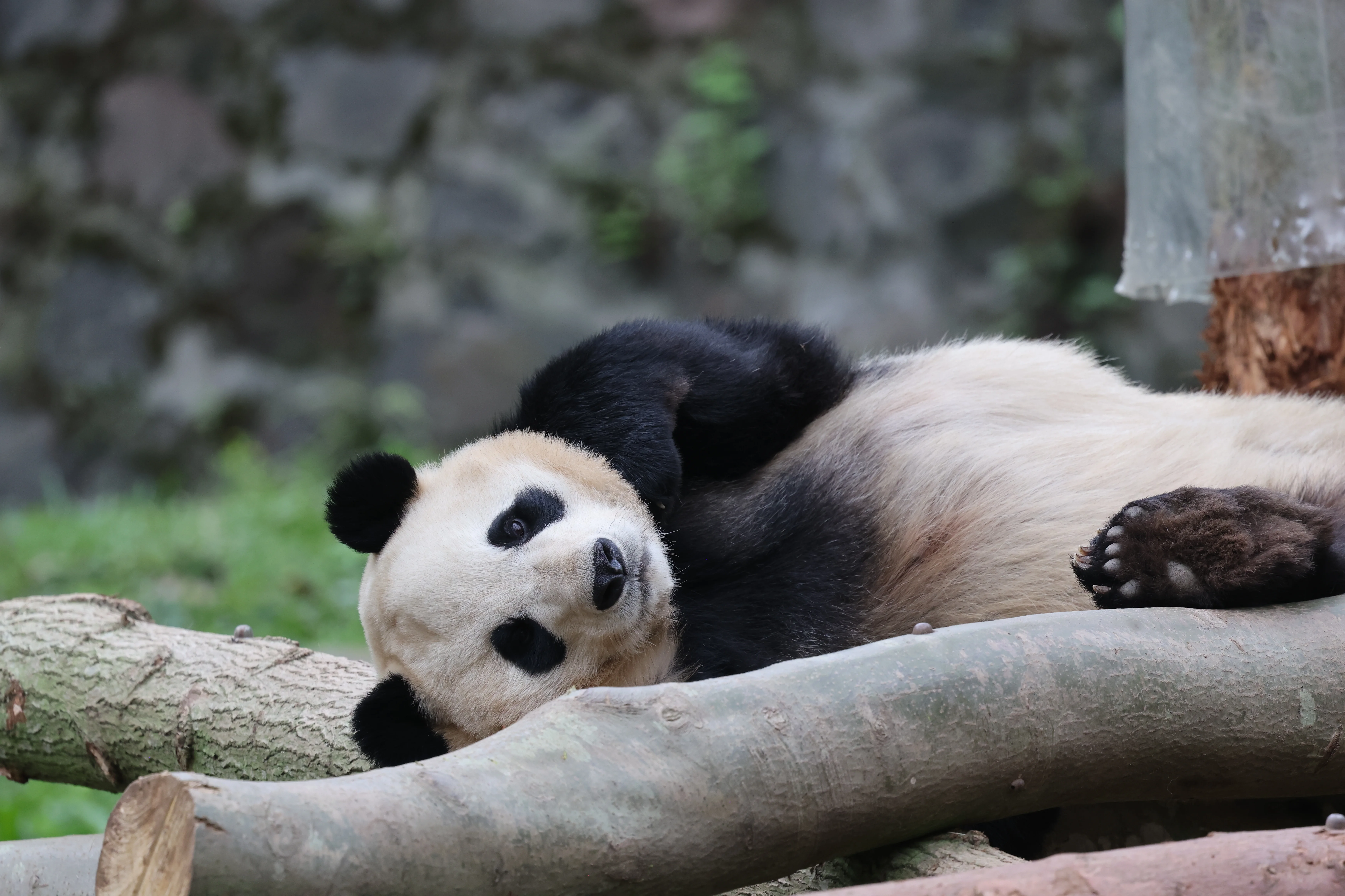 Tian Bao