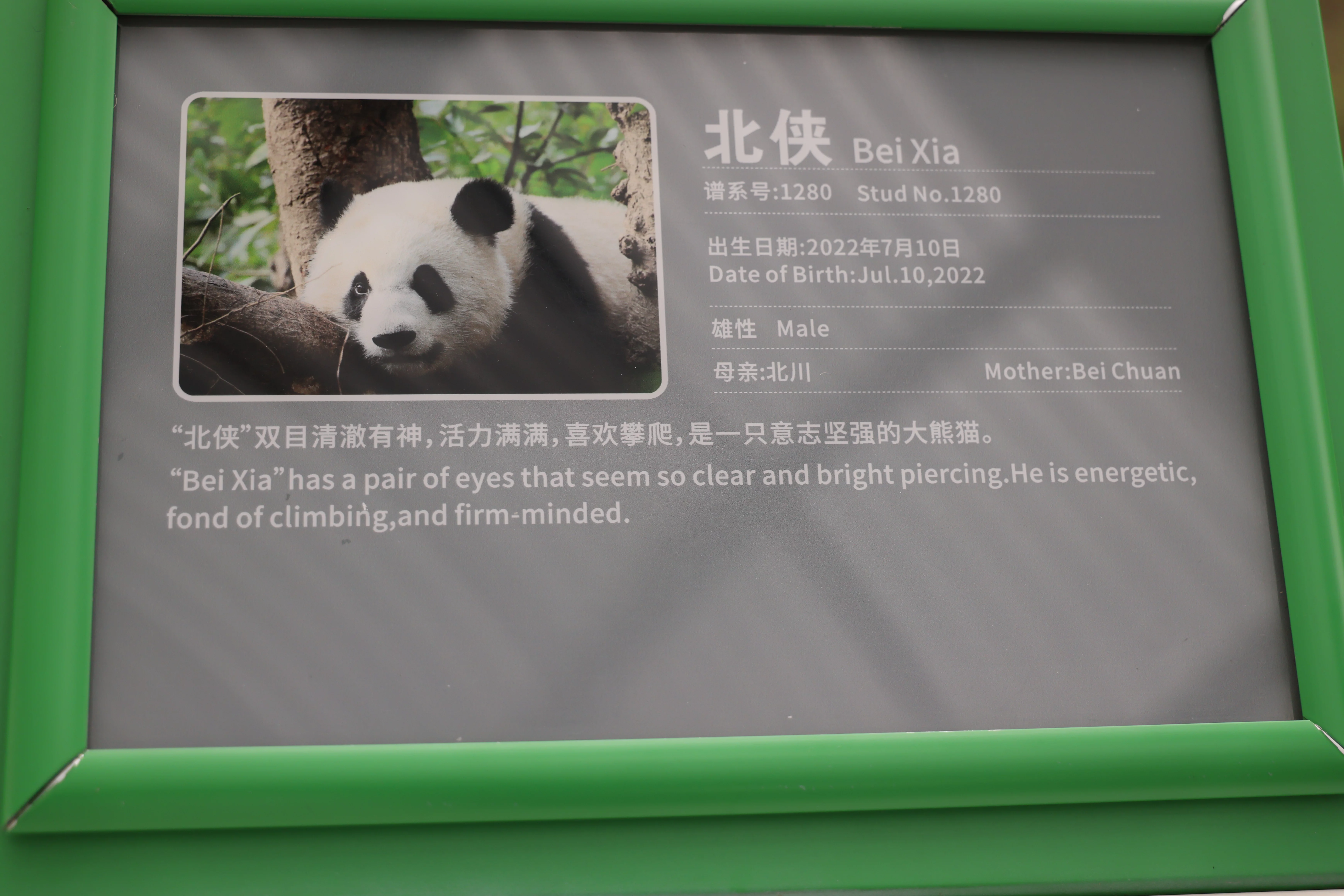 Bei Xia