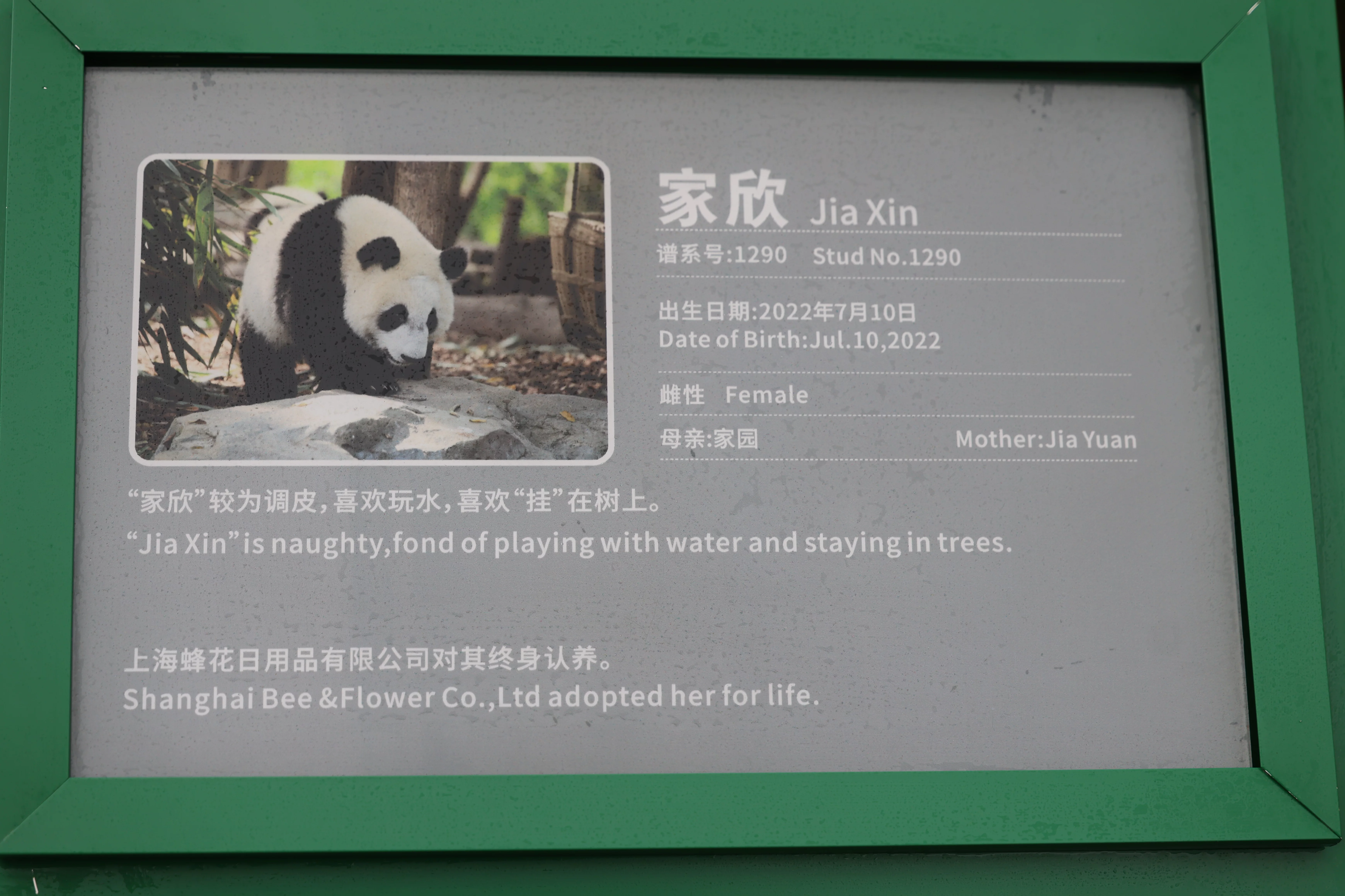 Jia Xin