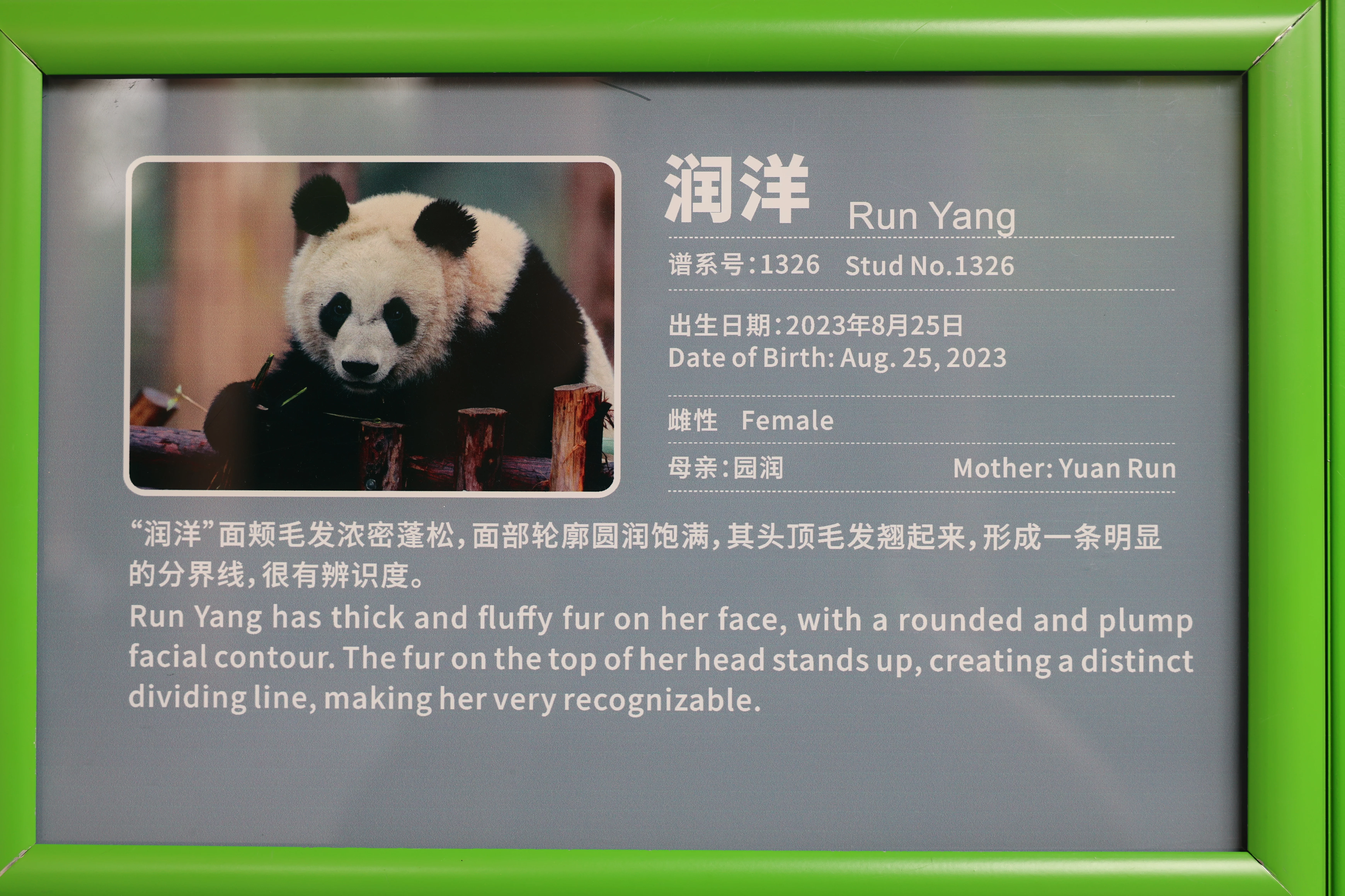Run Yang