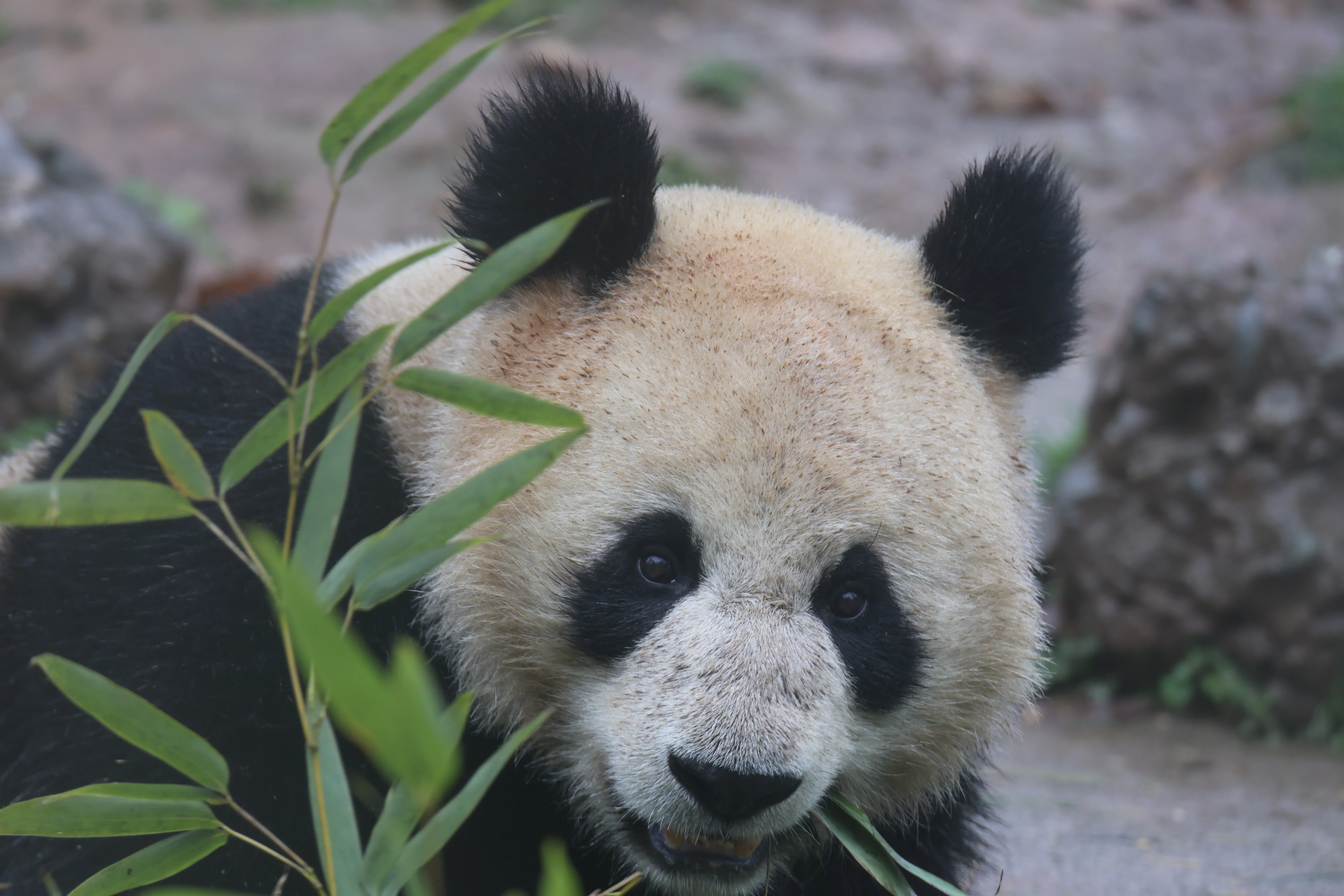 Mao Mao
