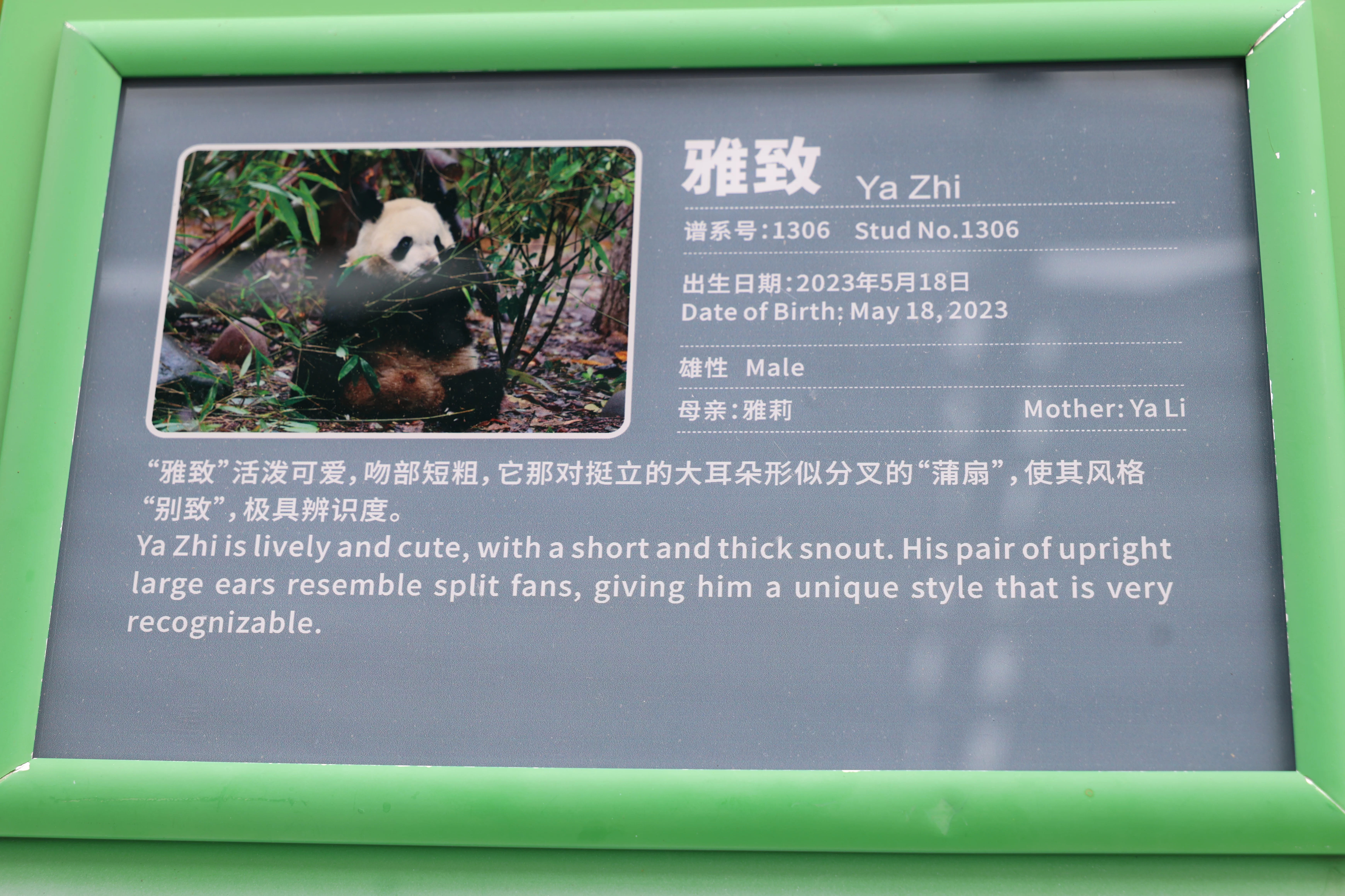 Ya Zhi