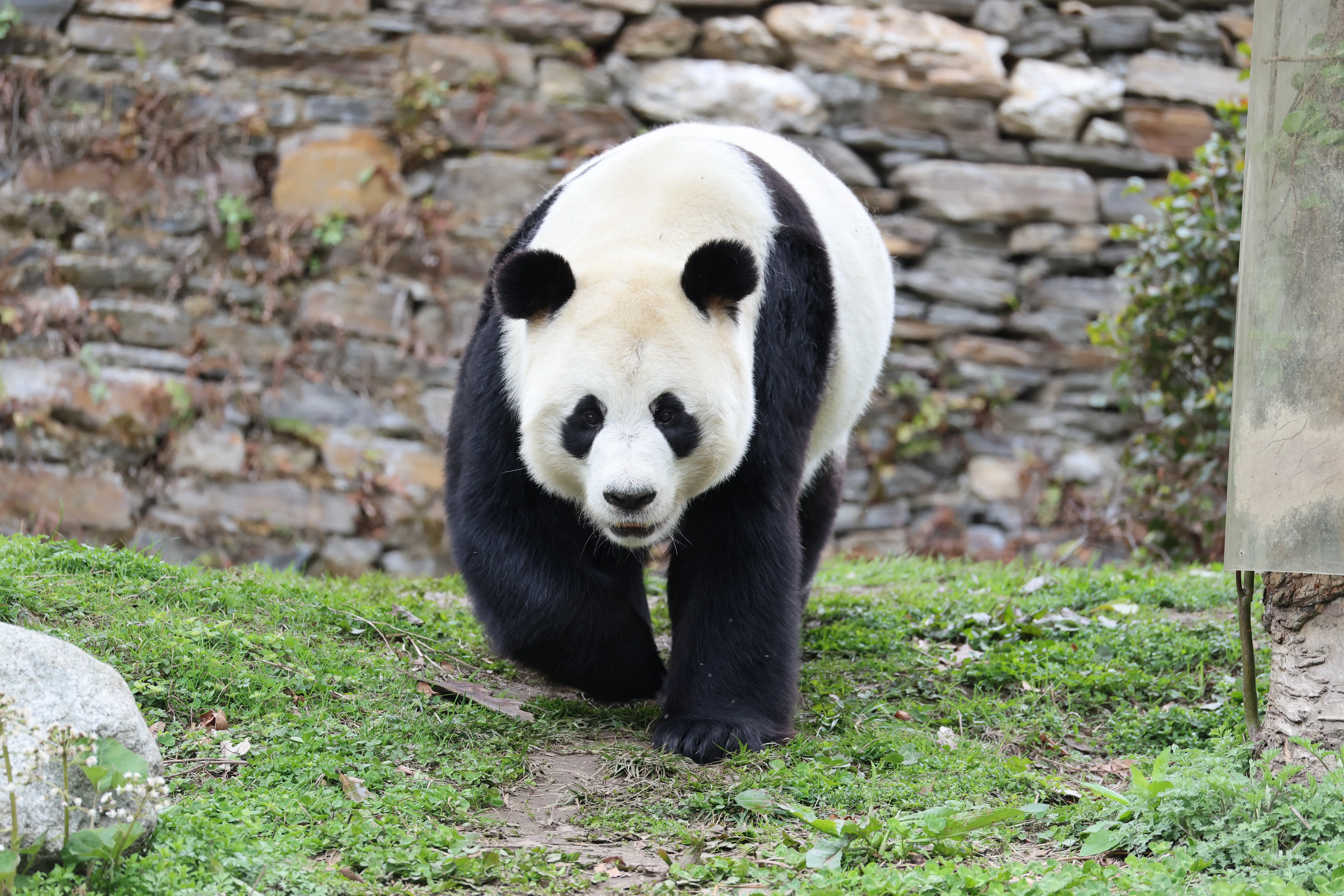 Wen Wen