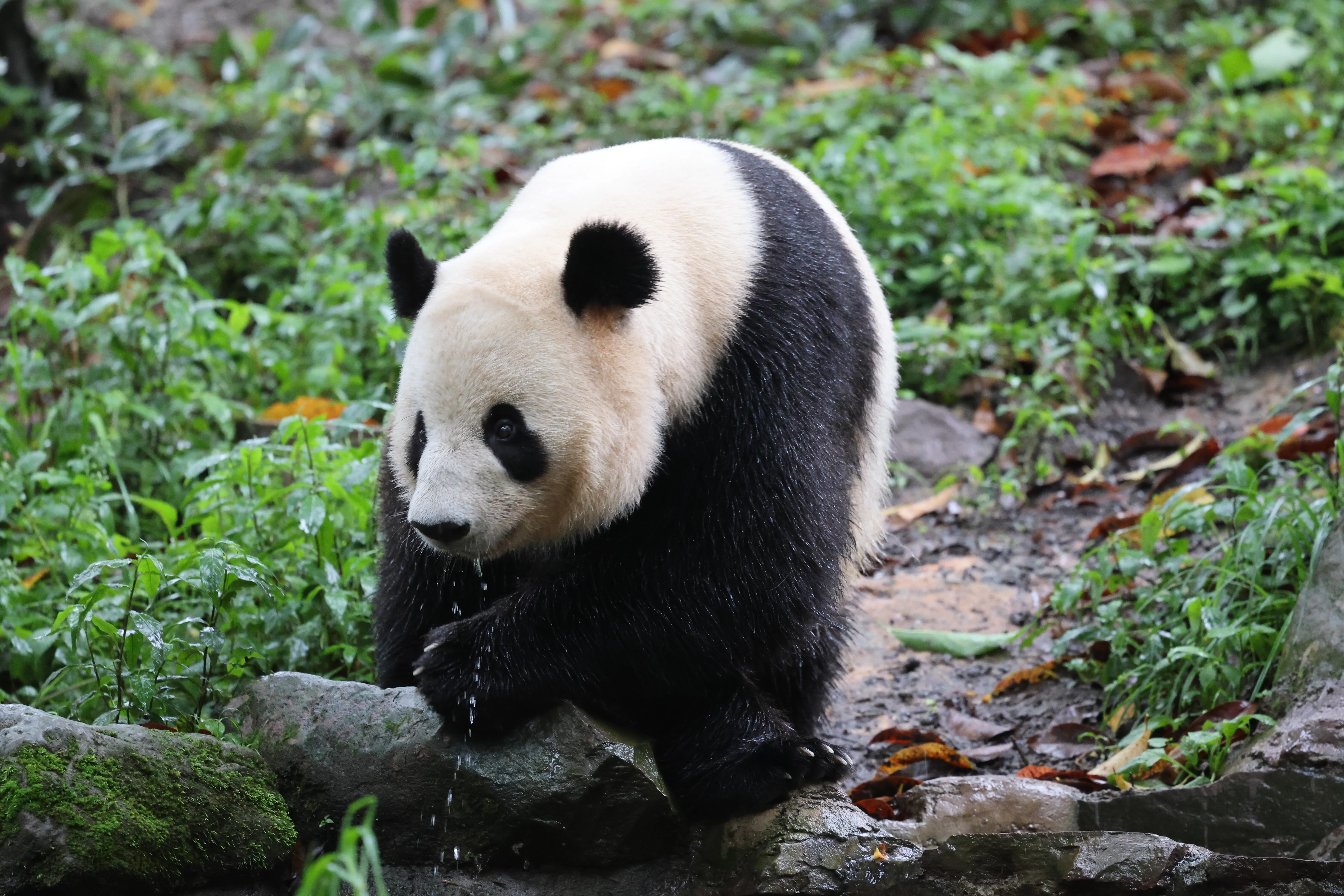 Hua Bao Bei