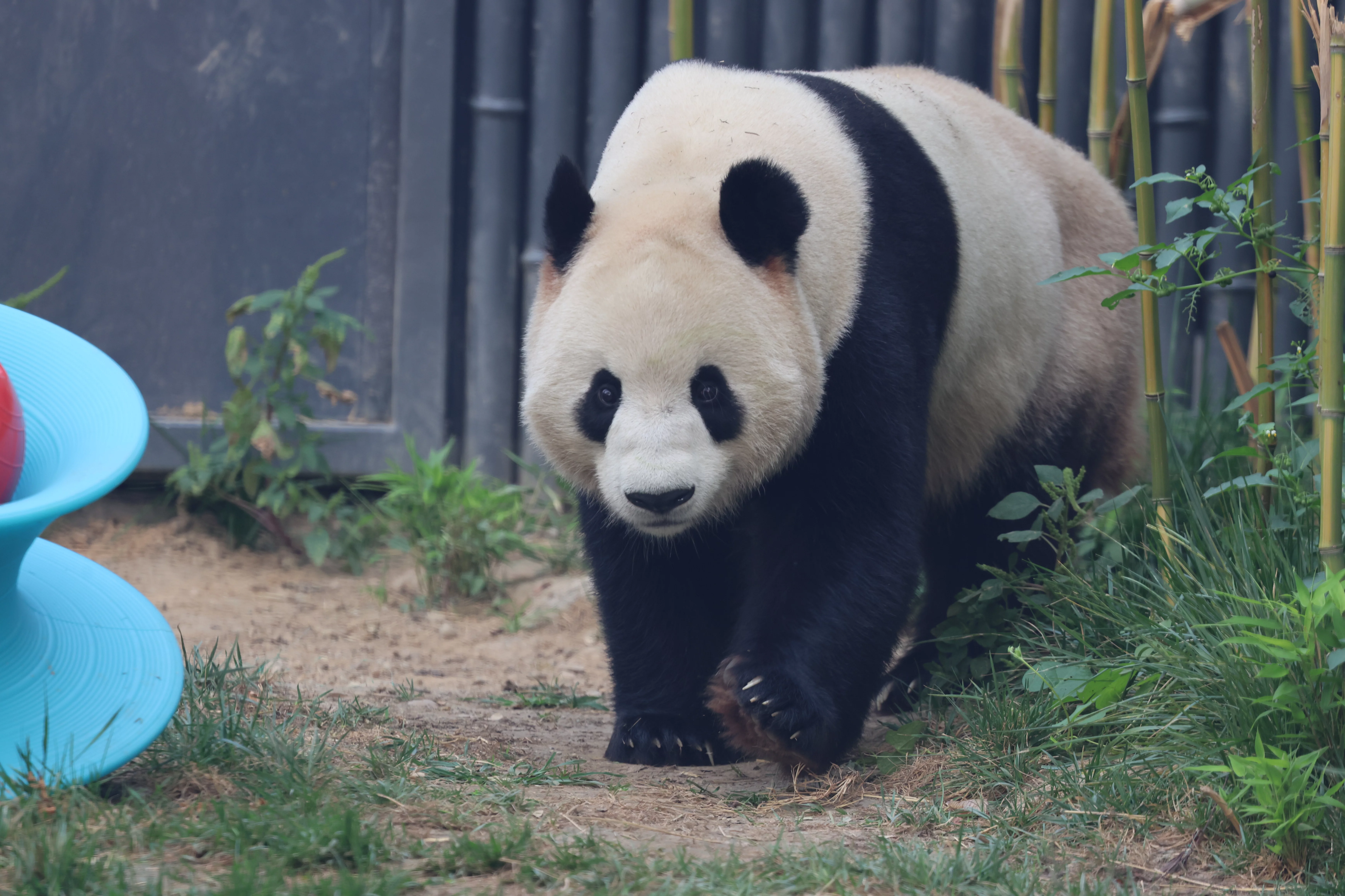 Fu Jiang