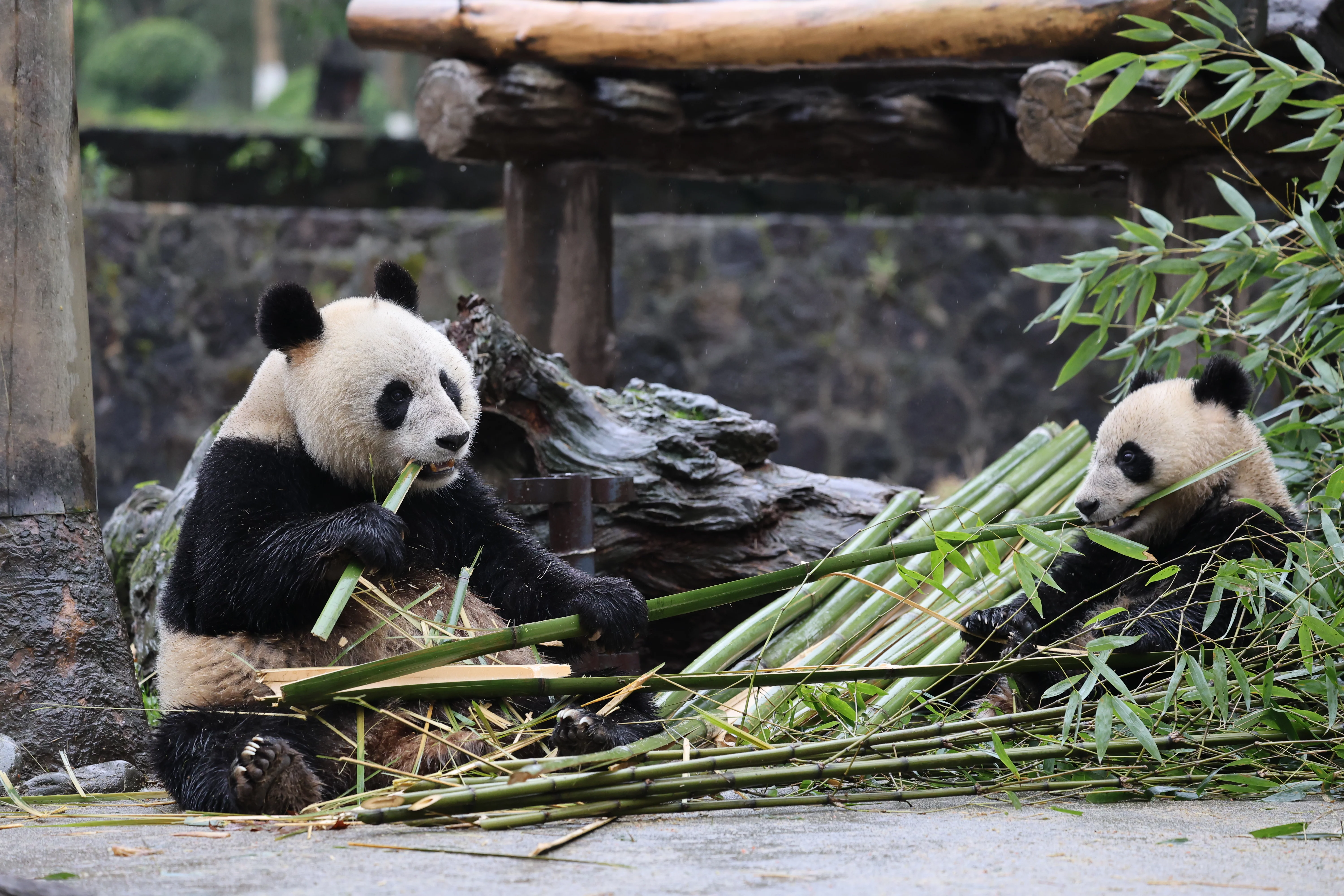 CCRCGP Du Jian Yan Base