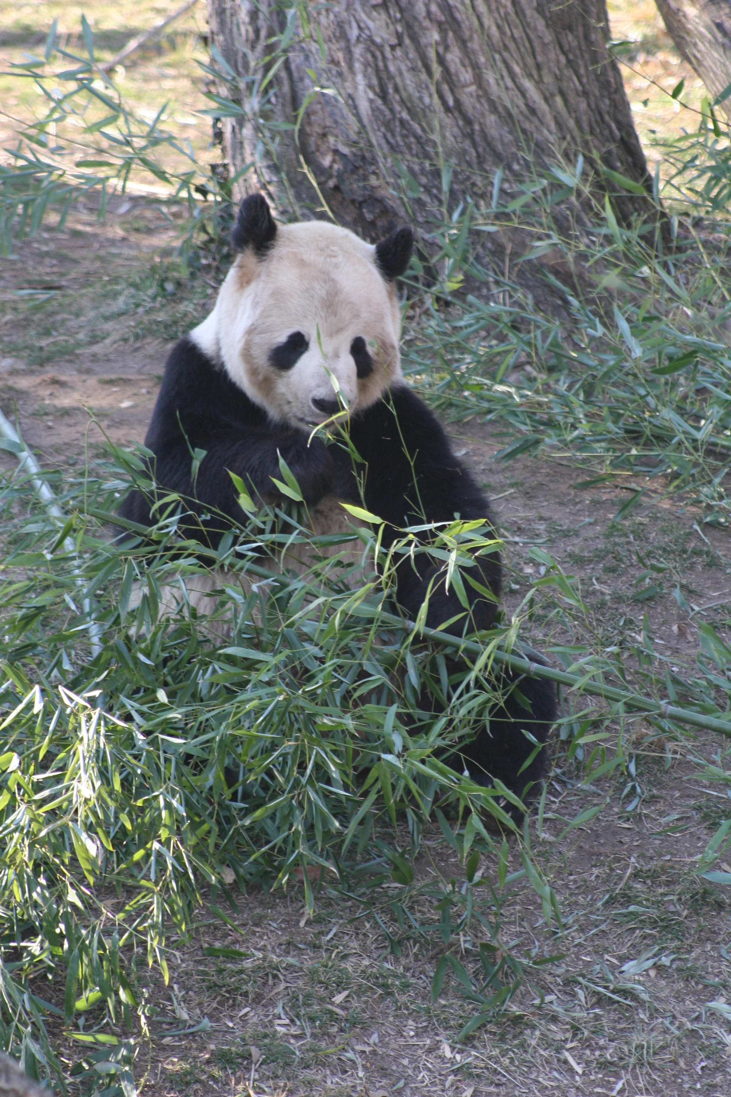 Smithsonian's National Zoo