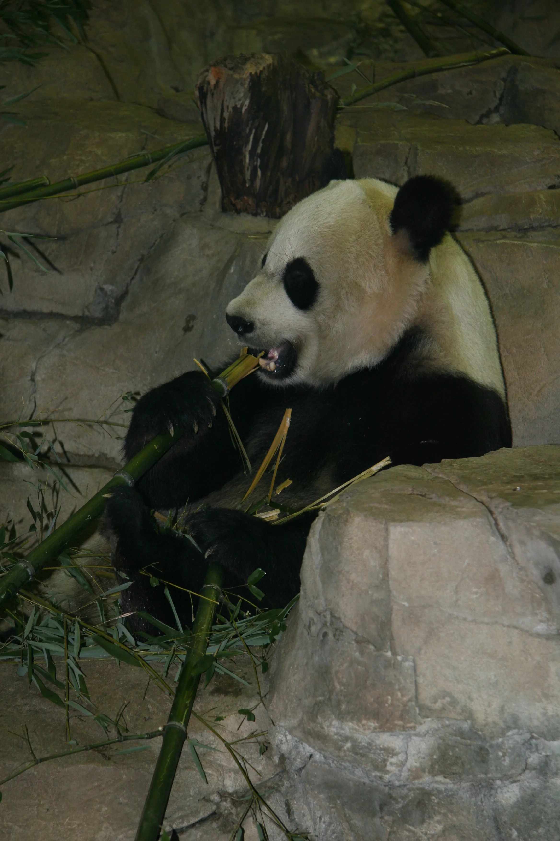 Smithsonian's National Zoo