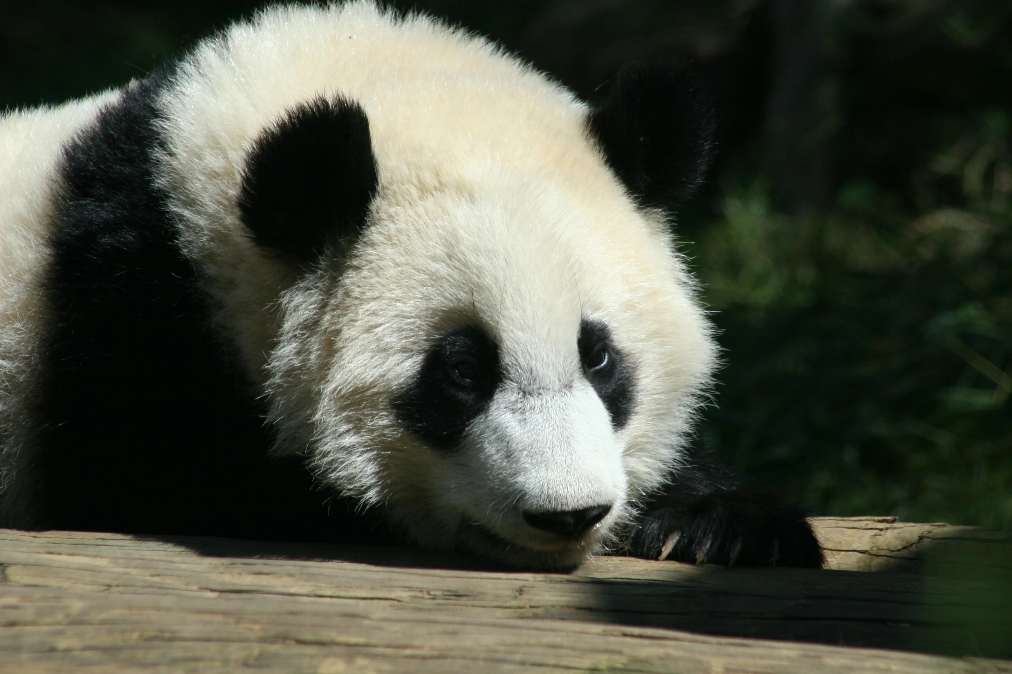 Zoo Atlanta