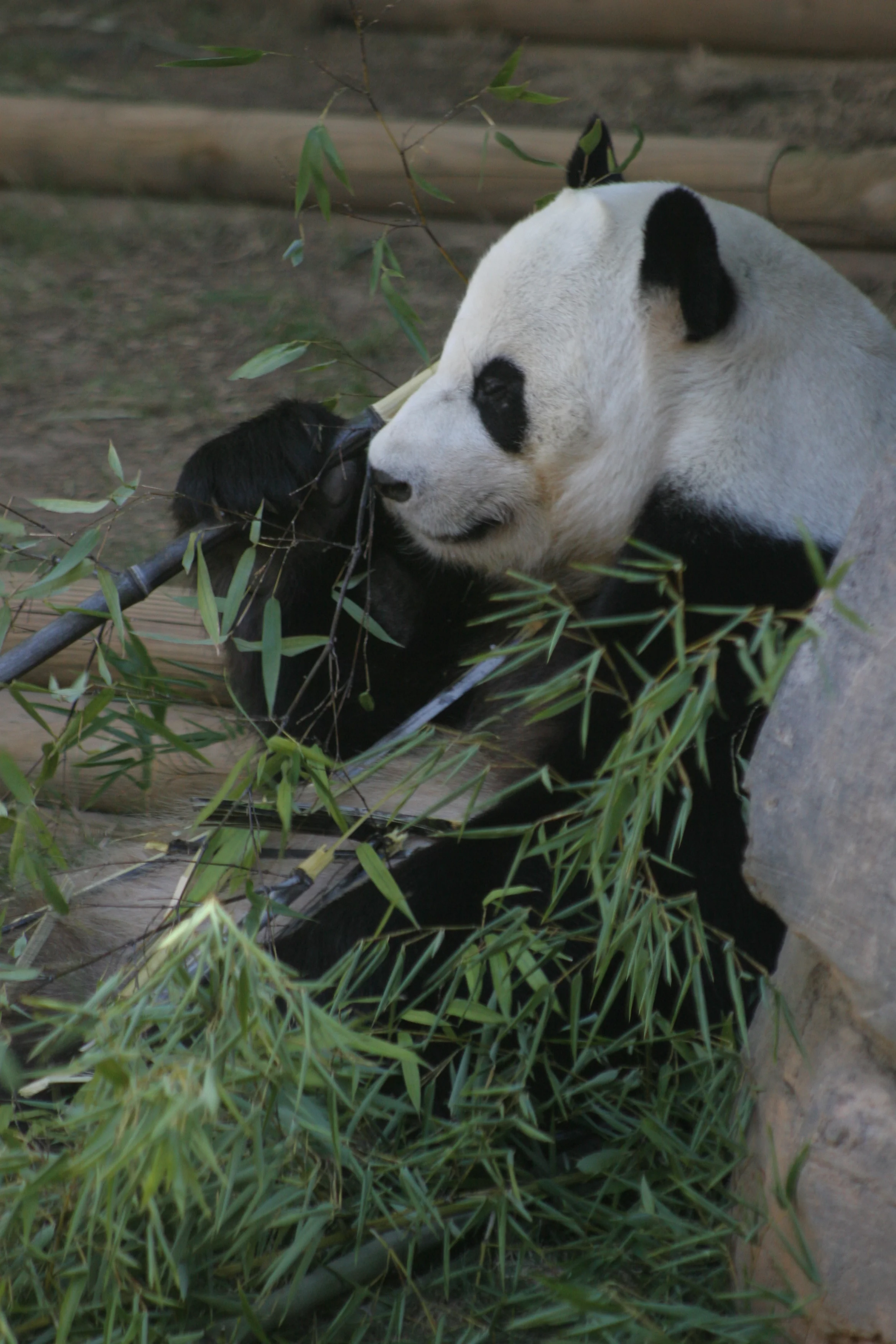 Zoo Atlanta
