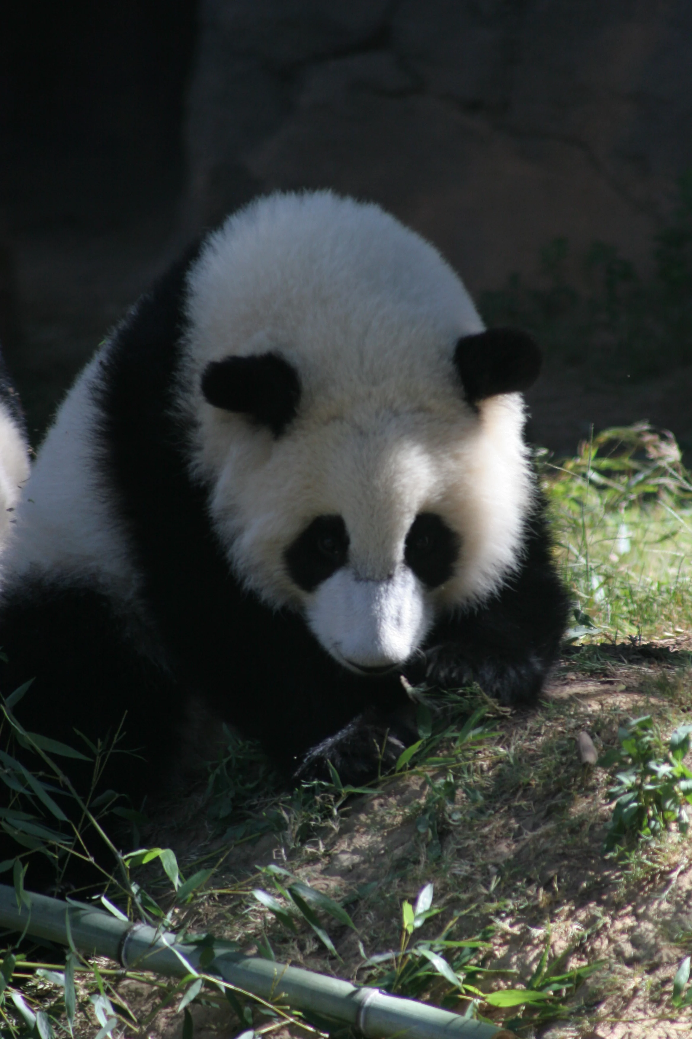 Zoo Atlanta