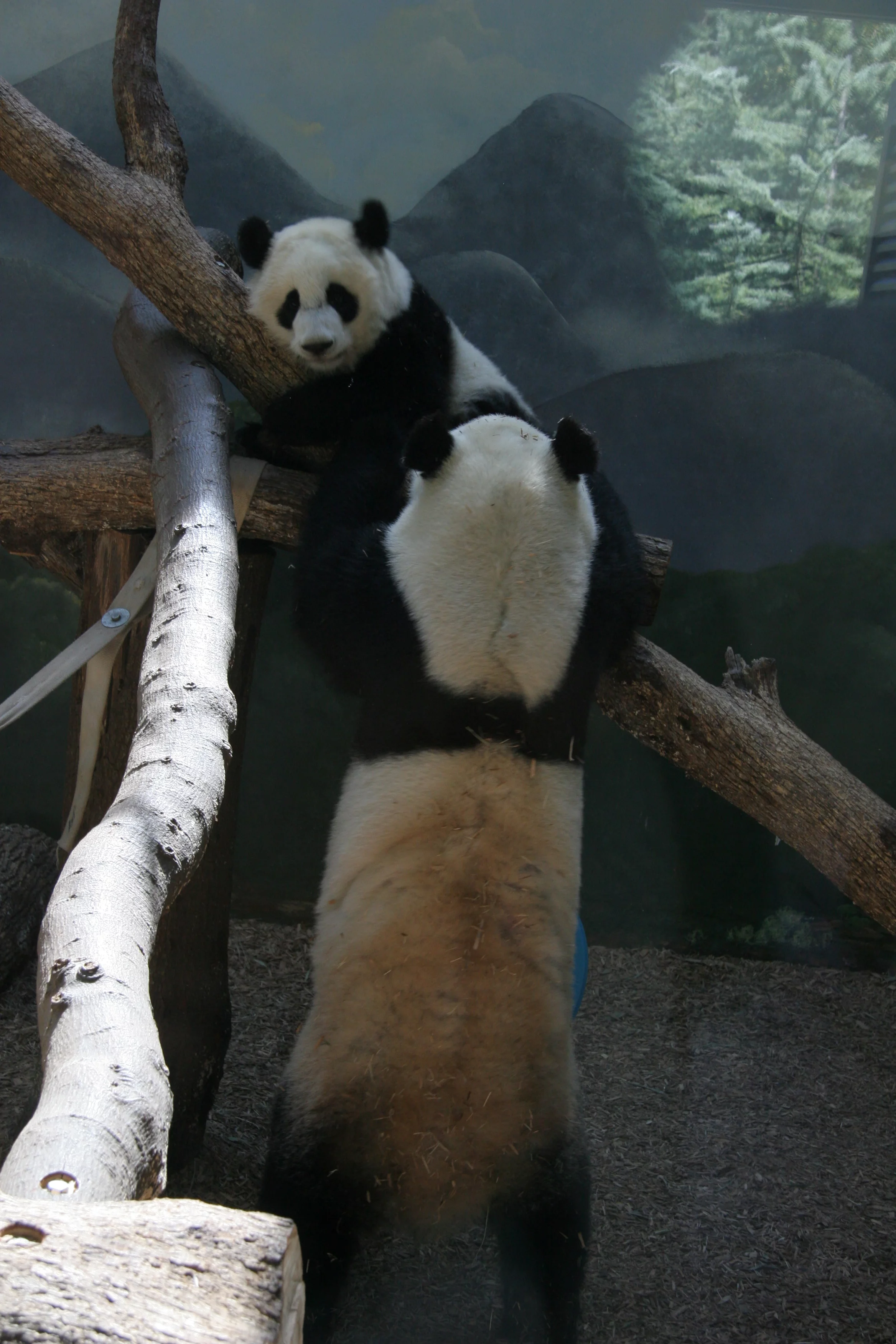 Zoo Atlanta