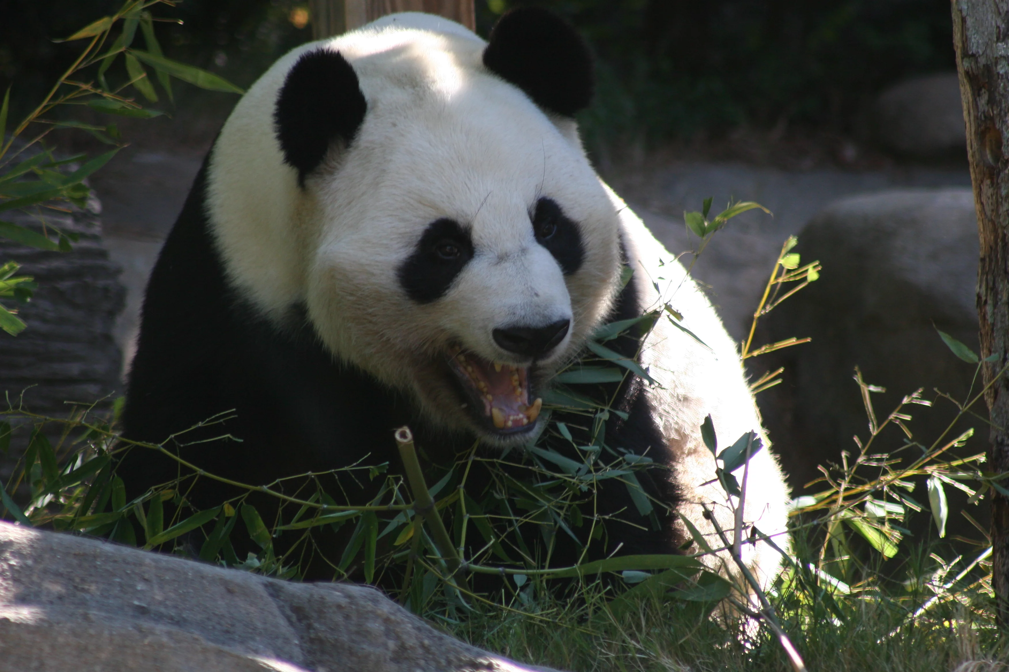 Zoo Atlanta