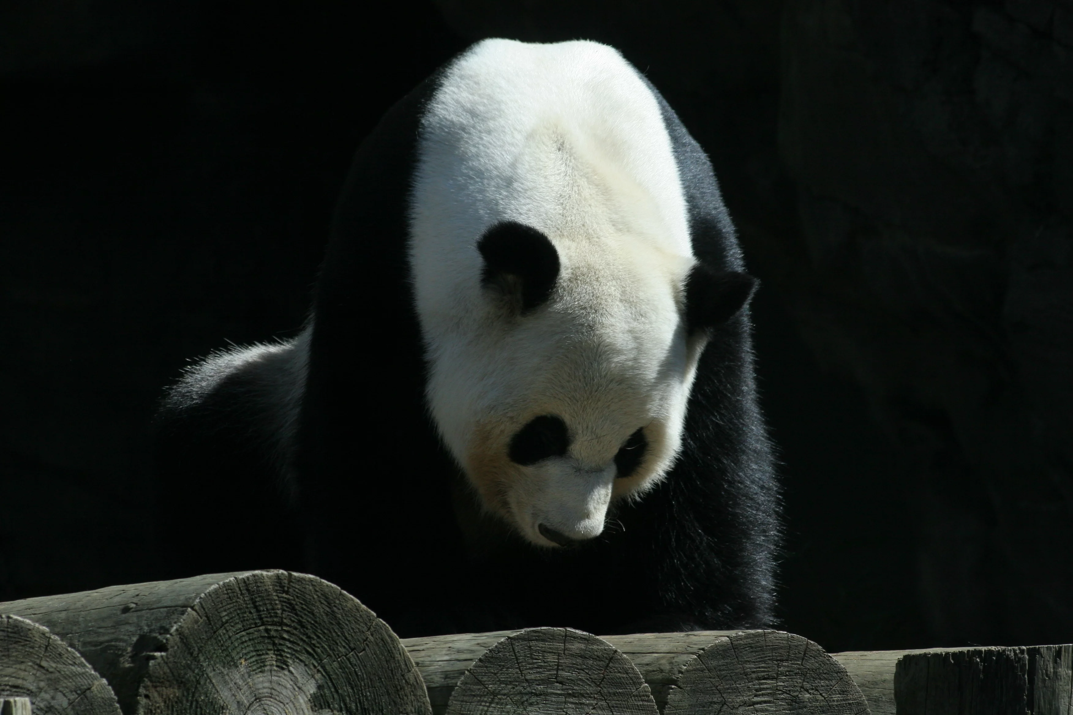 Zoo Atlanta
