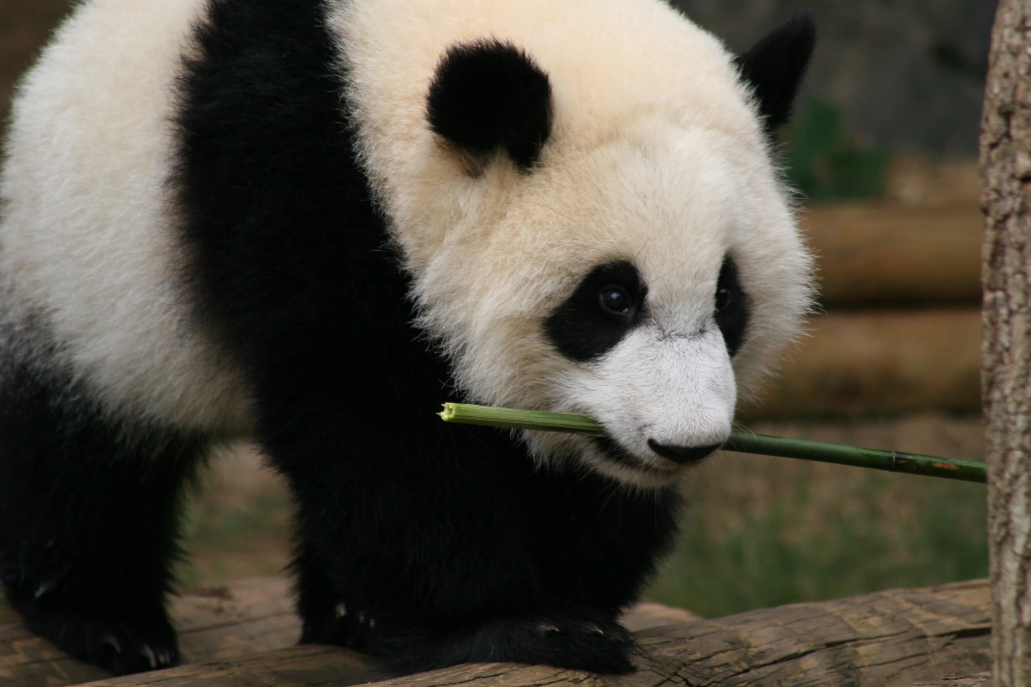 Zoo Atlanta
