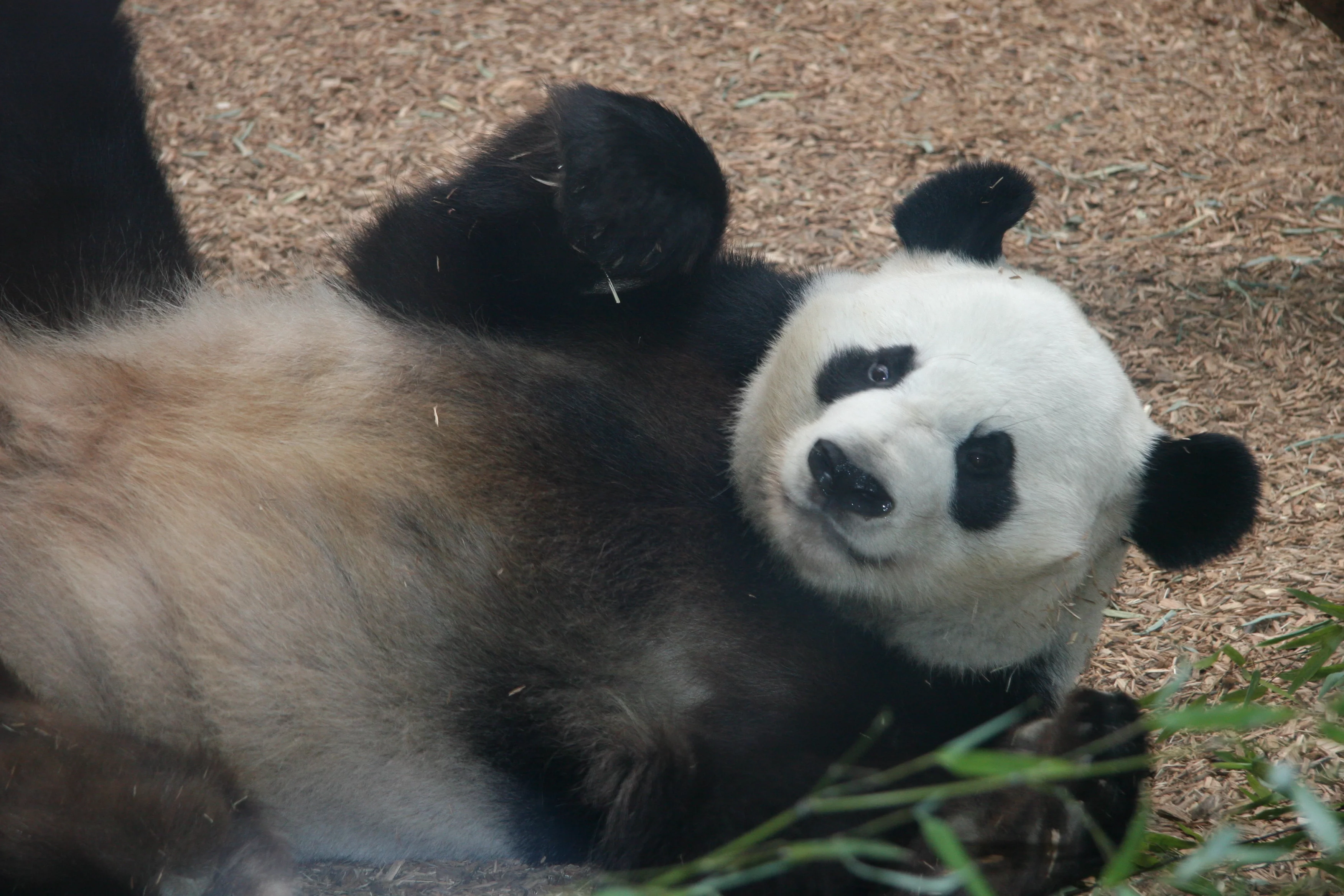 Zoo Atlanta