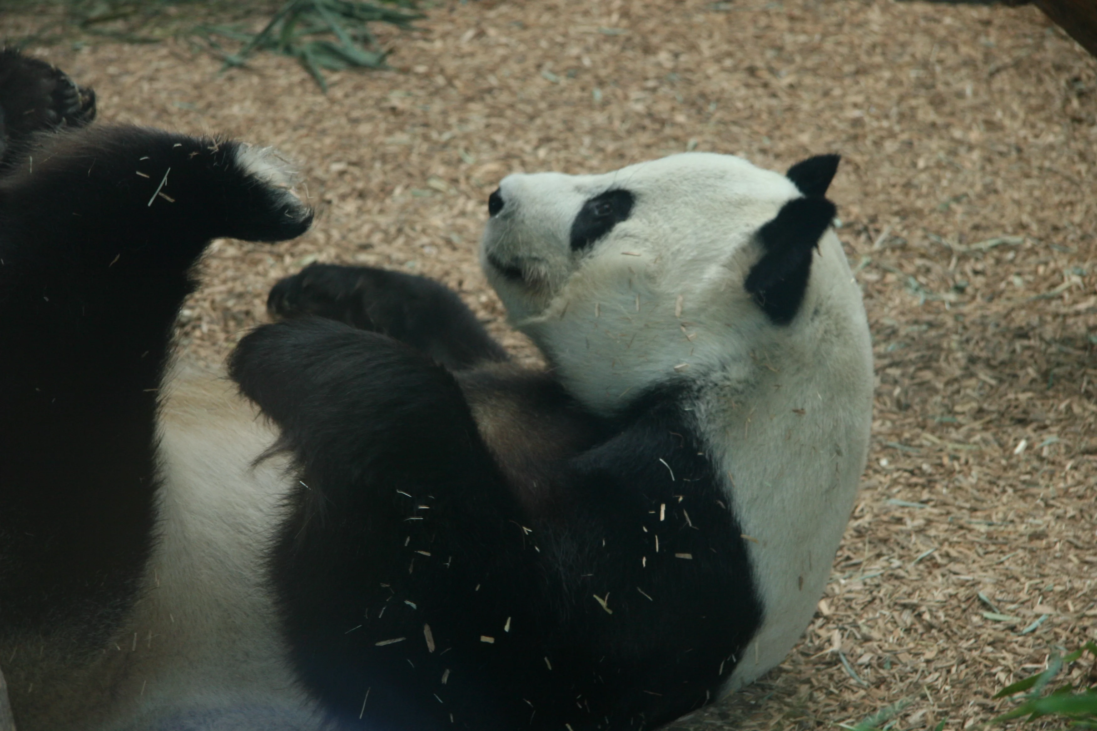 Zoo Atlanta