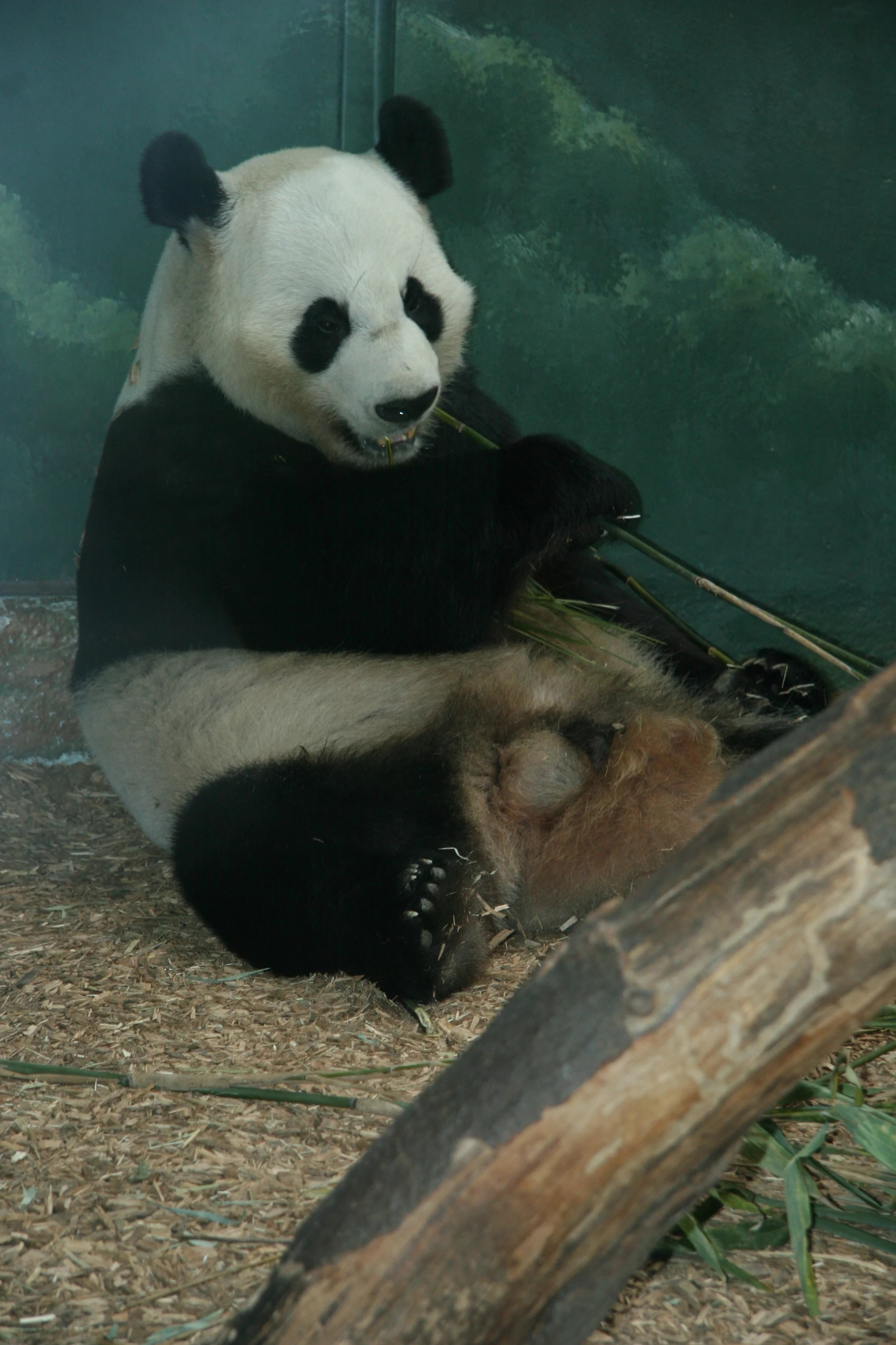 Zoo Atlanta