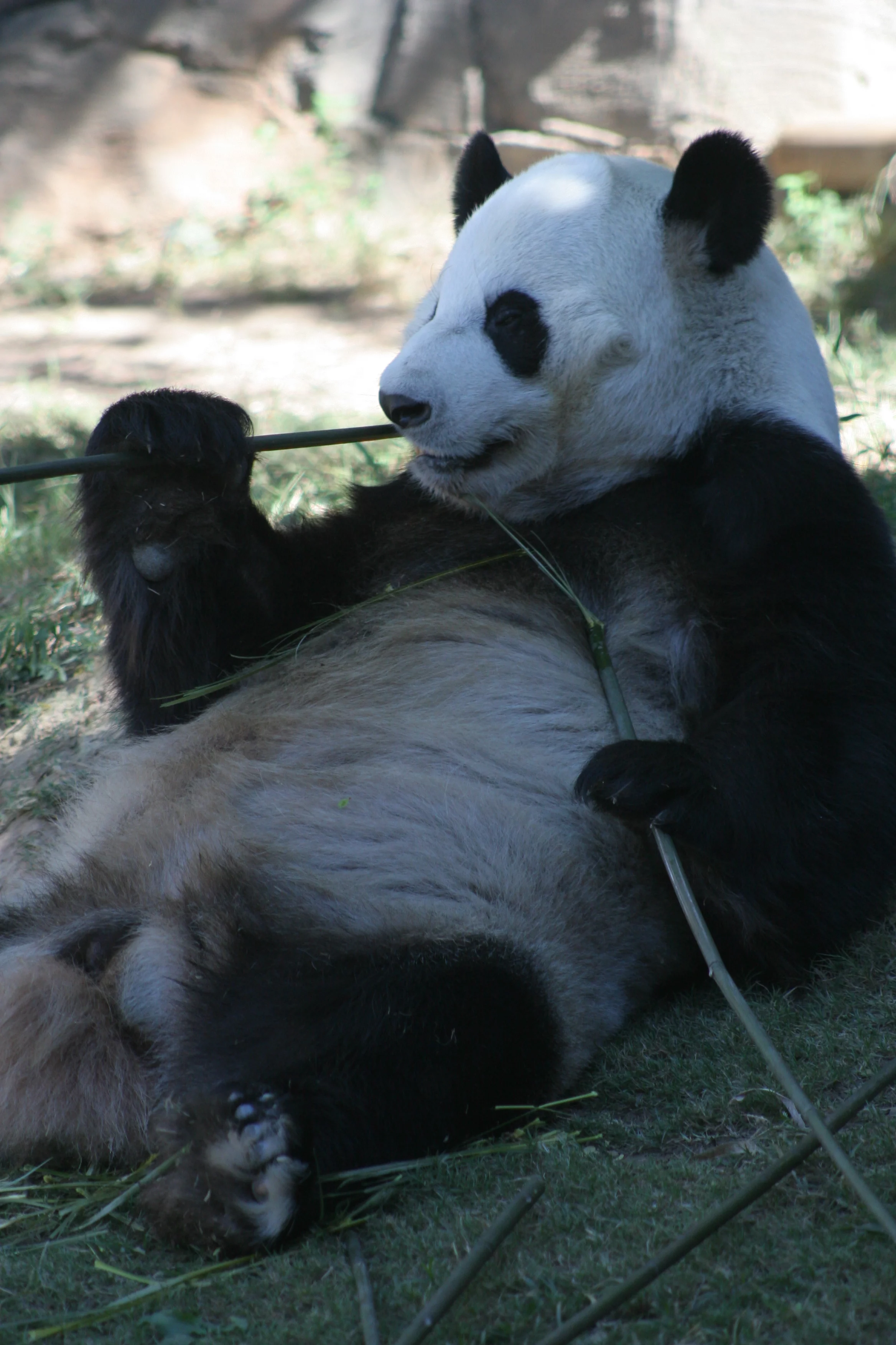 Zoo Atlanta
