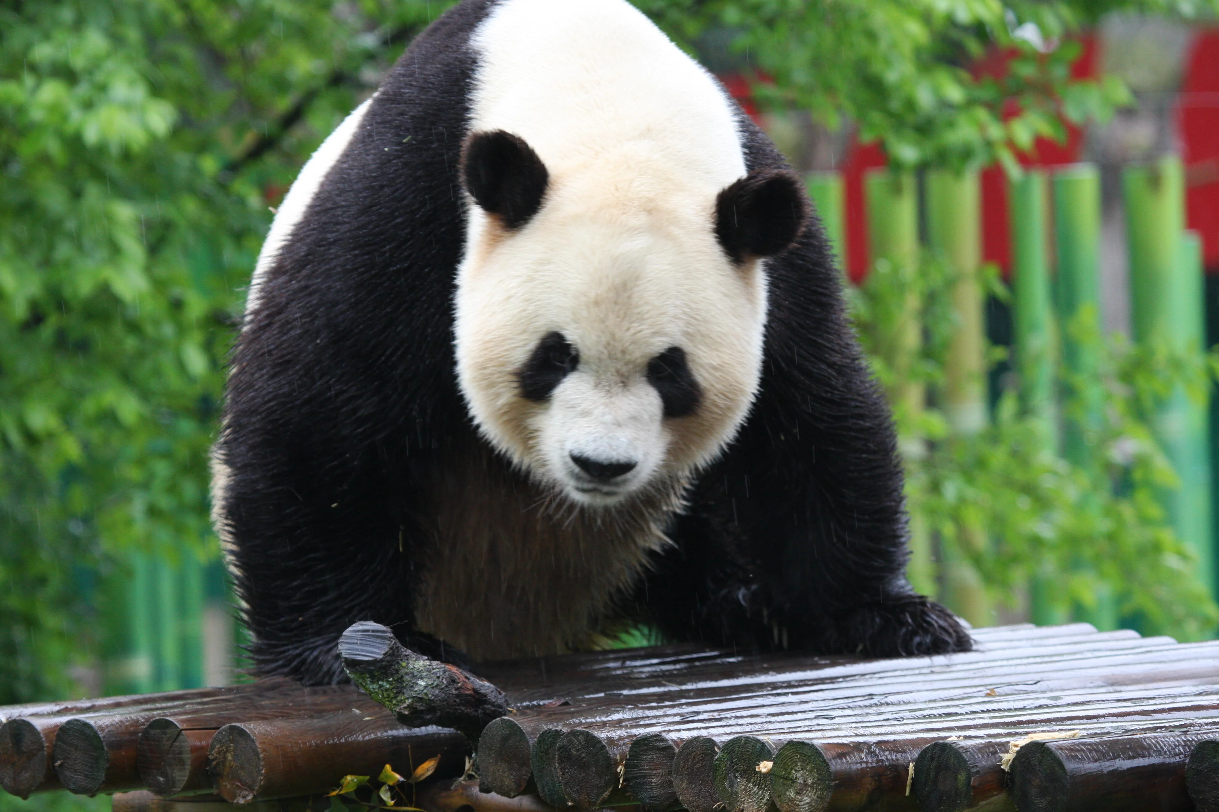 Zoo Madrid