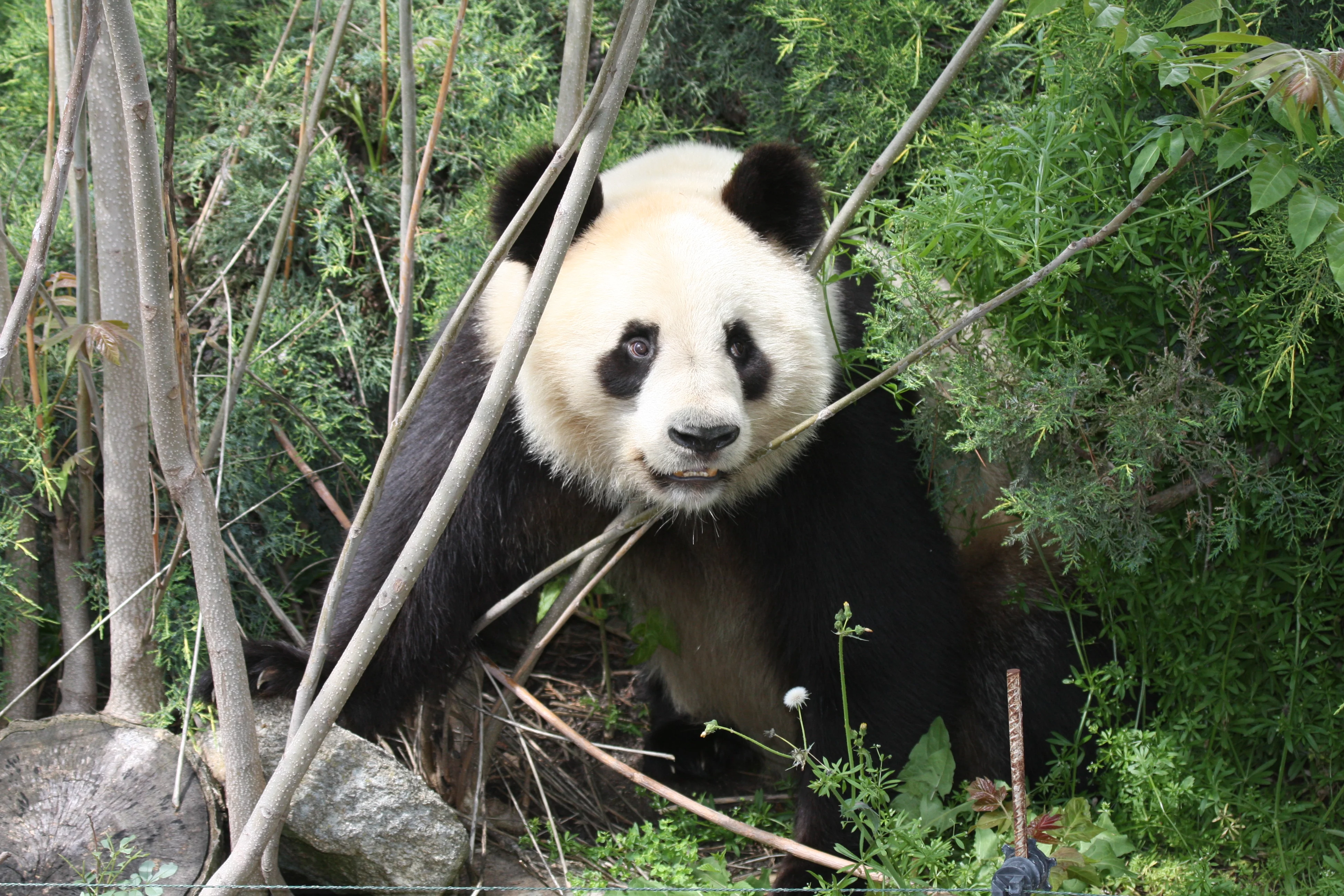 Zoo Madrid