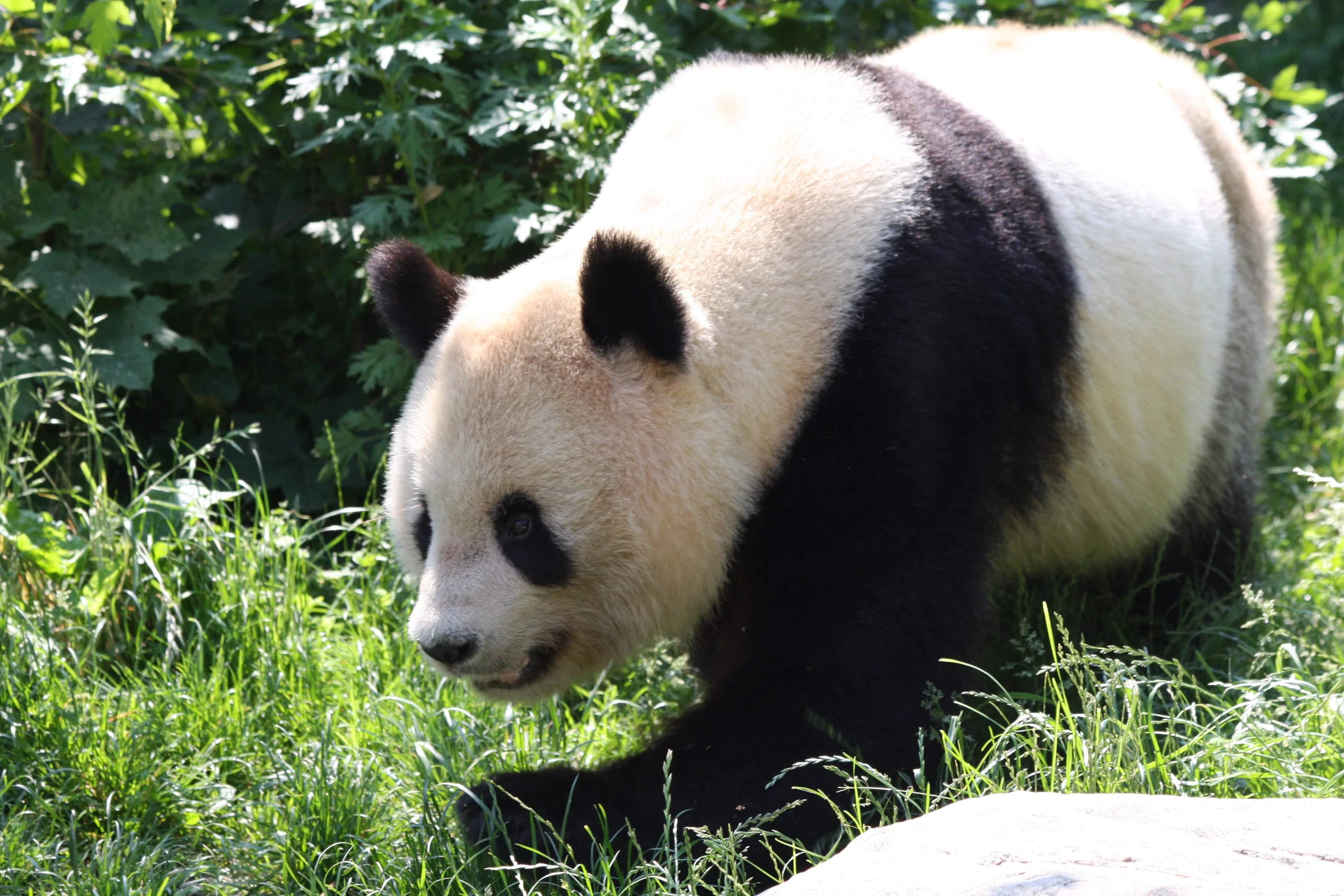 Tiergarten Schönbrunn