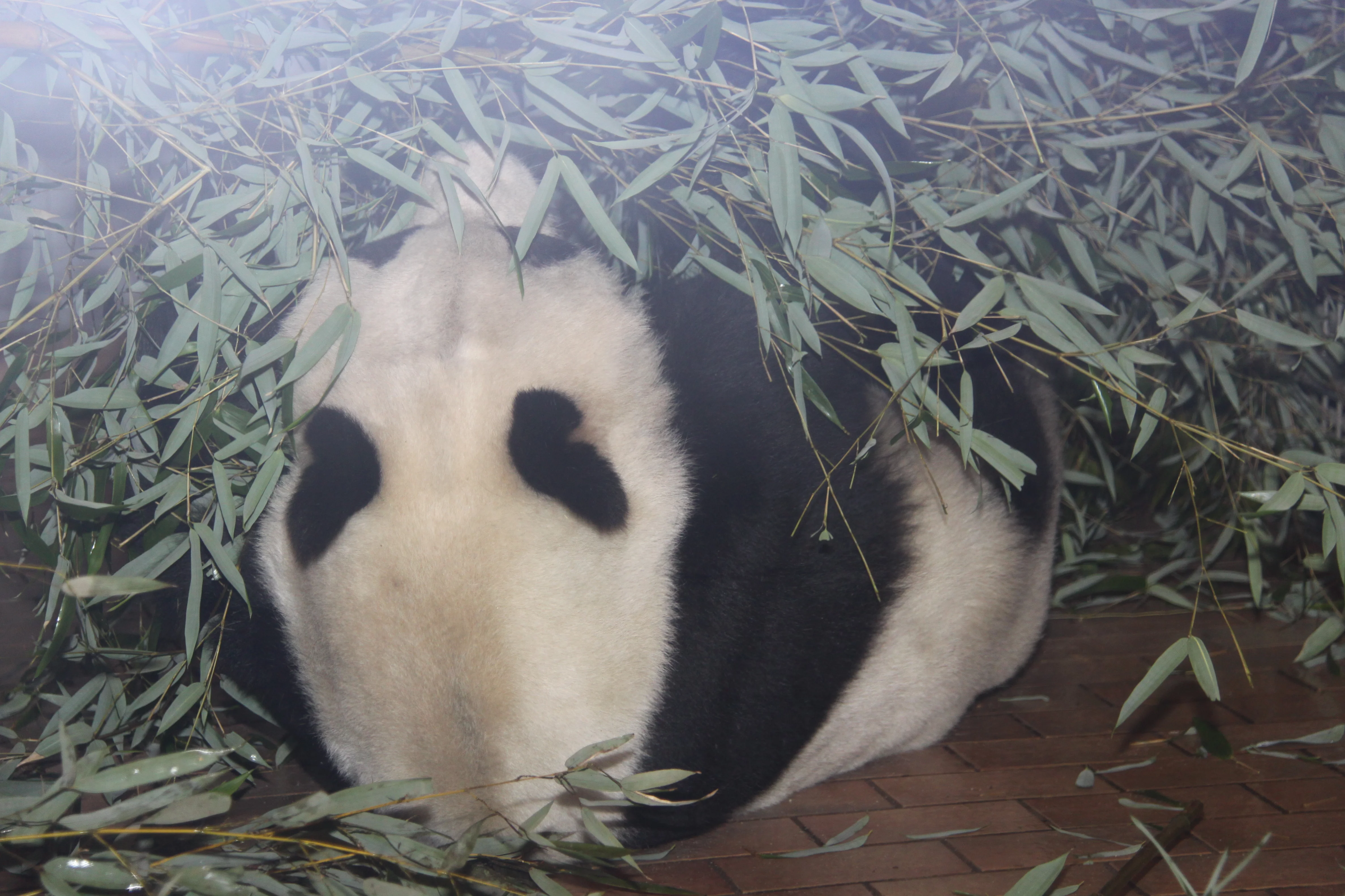 Zoo Berlin