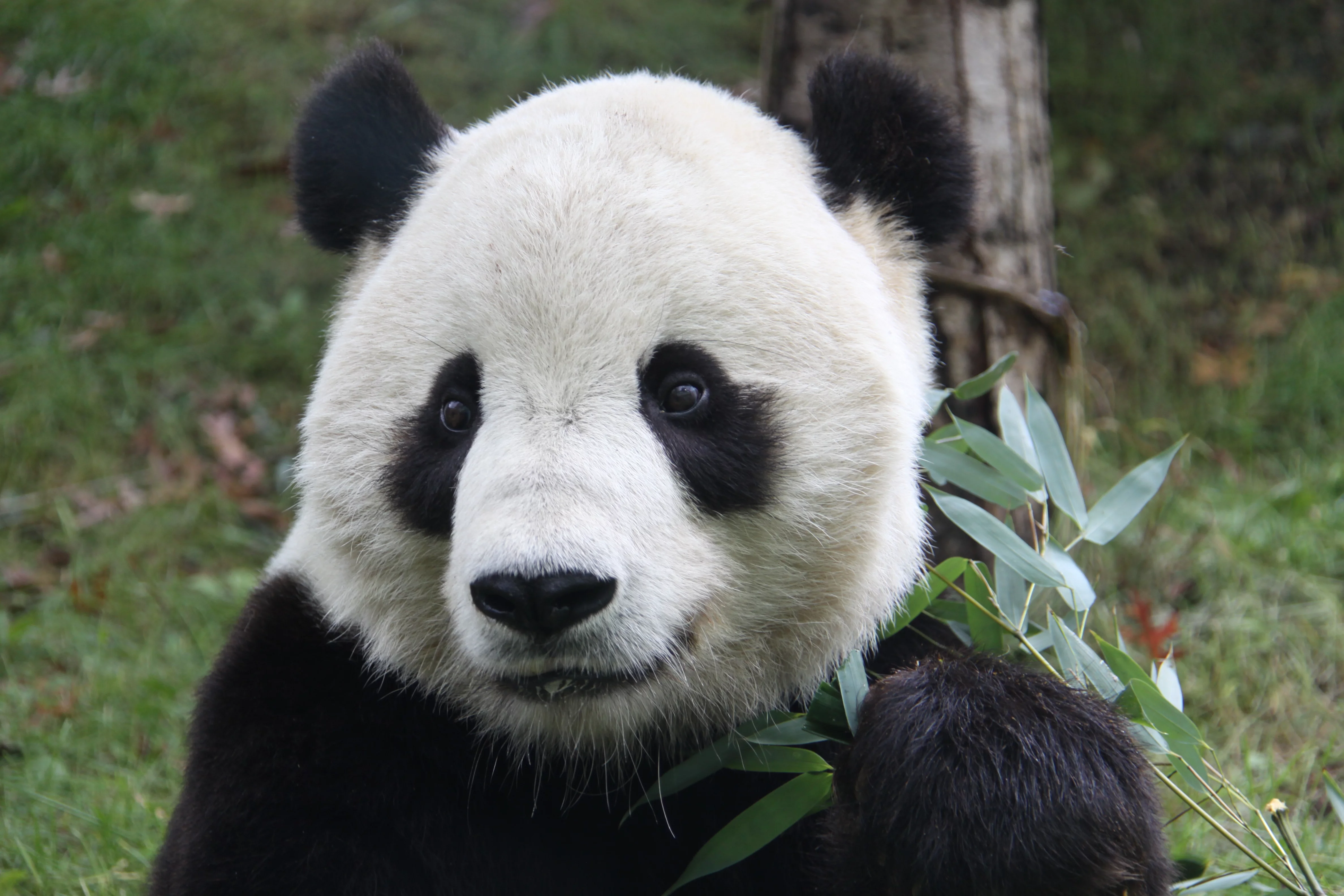 Smithsonian's National Zoo