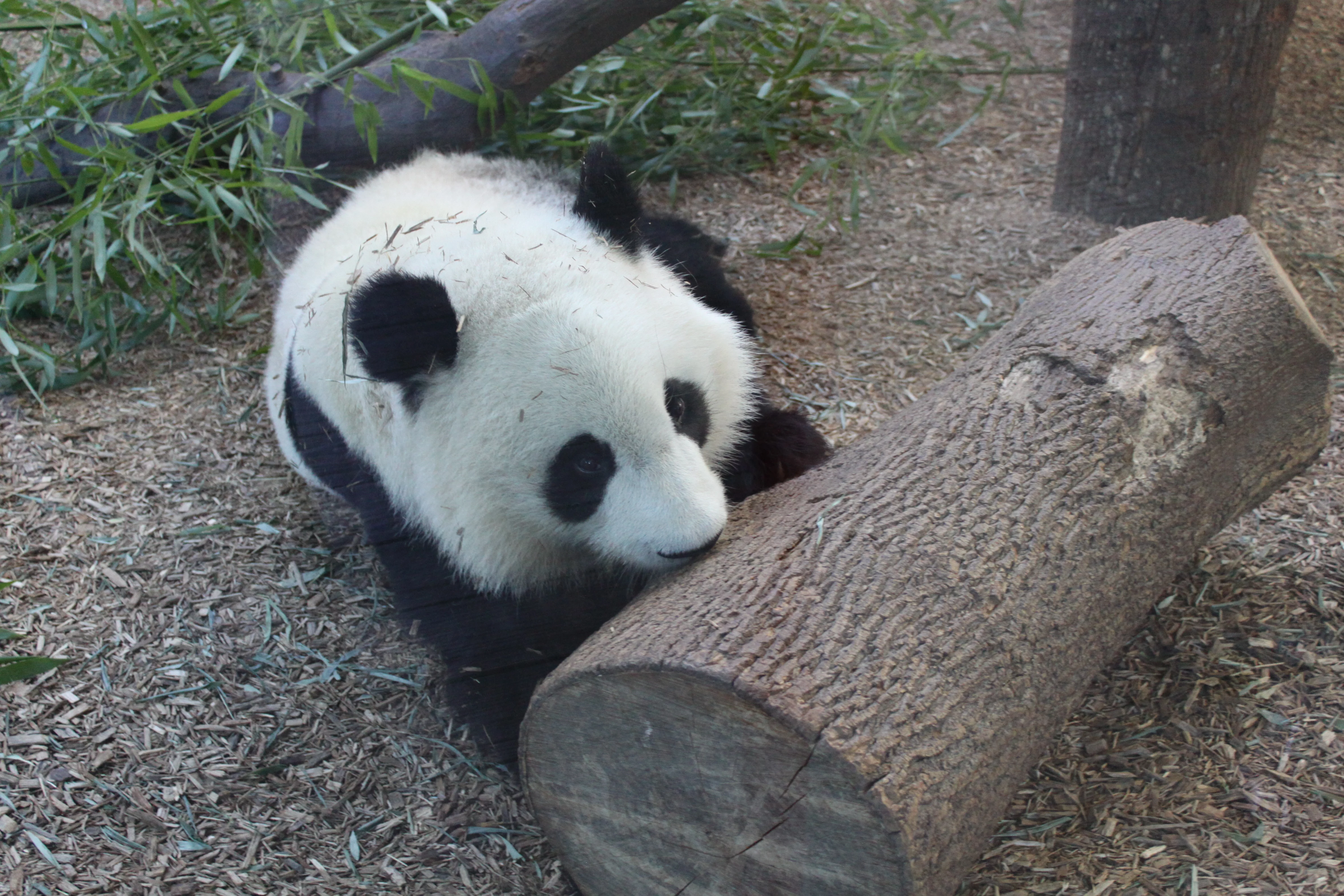 Zoo Atlanta