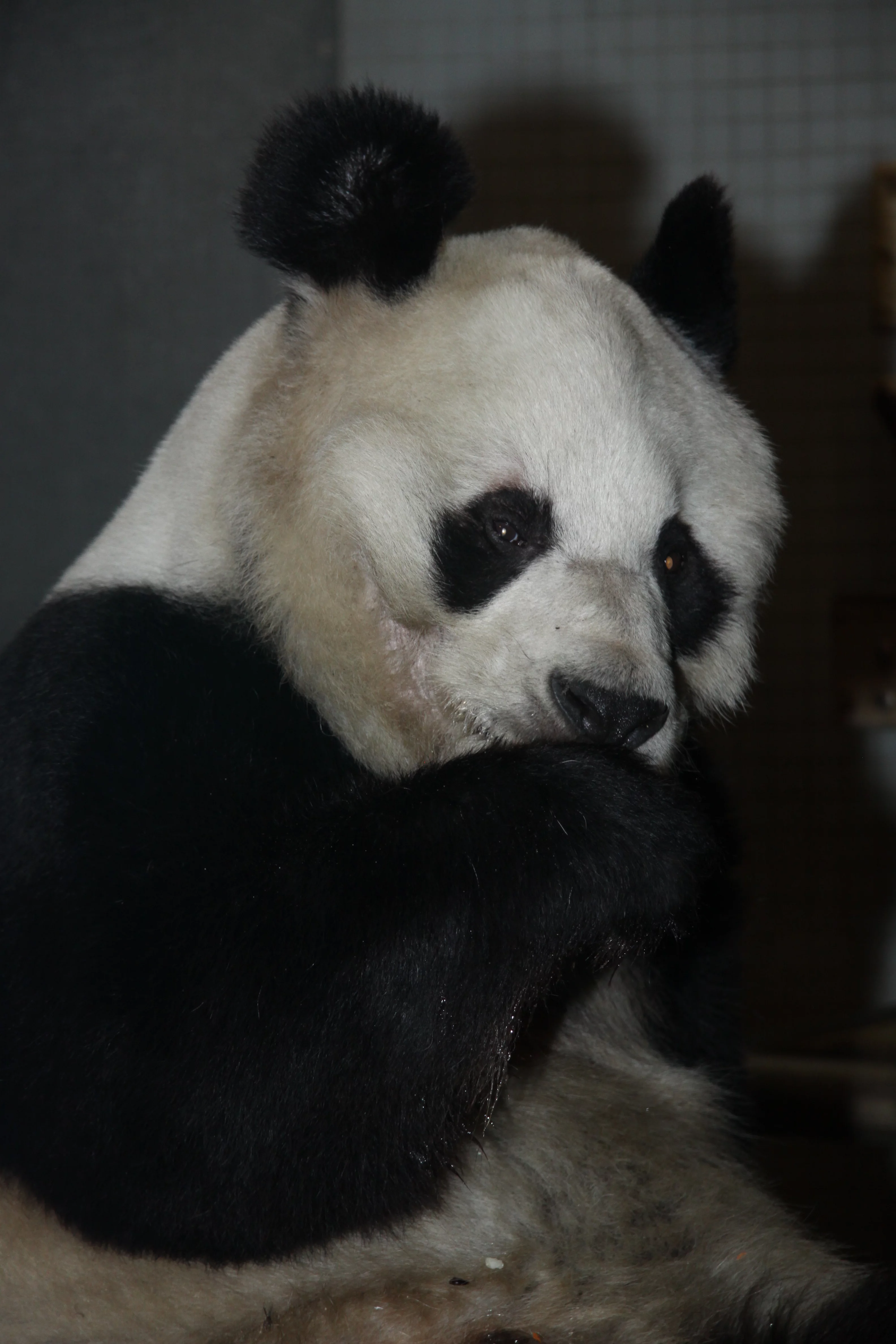 Zoo Berlin