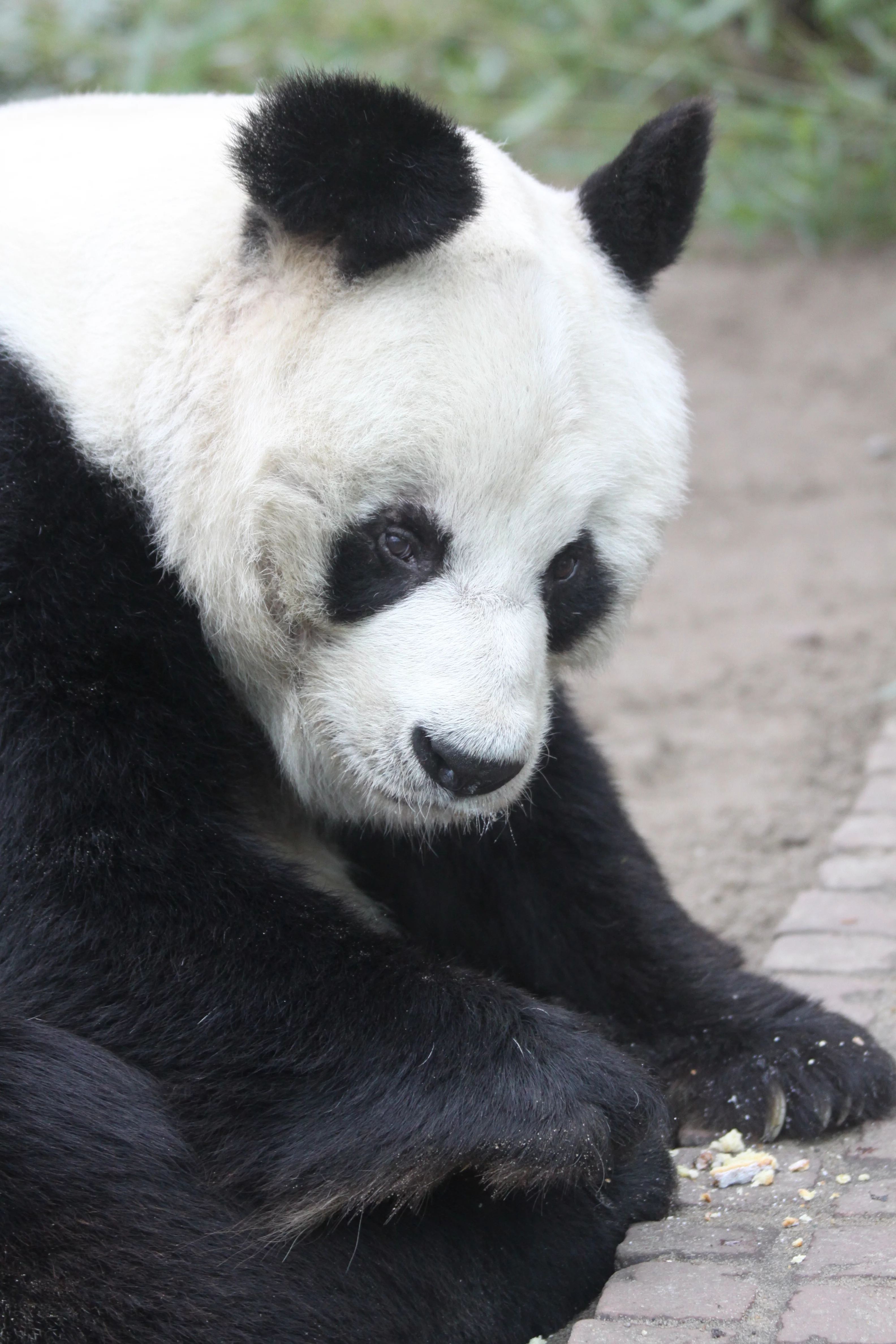 Zoo Berlin