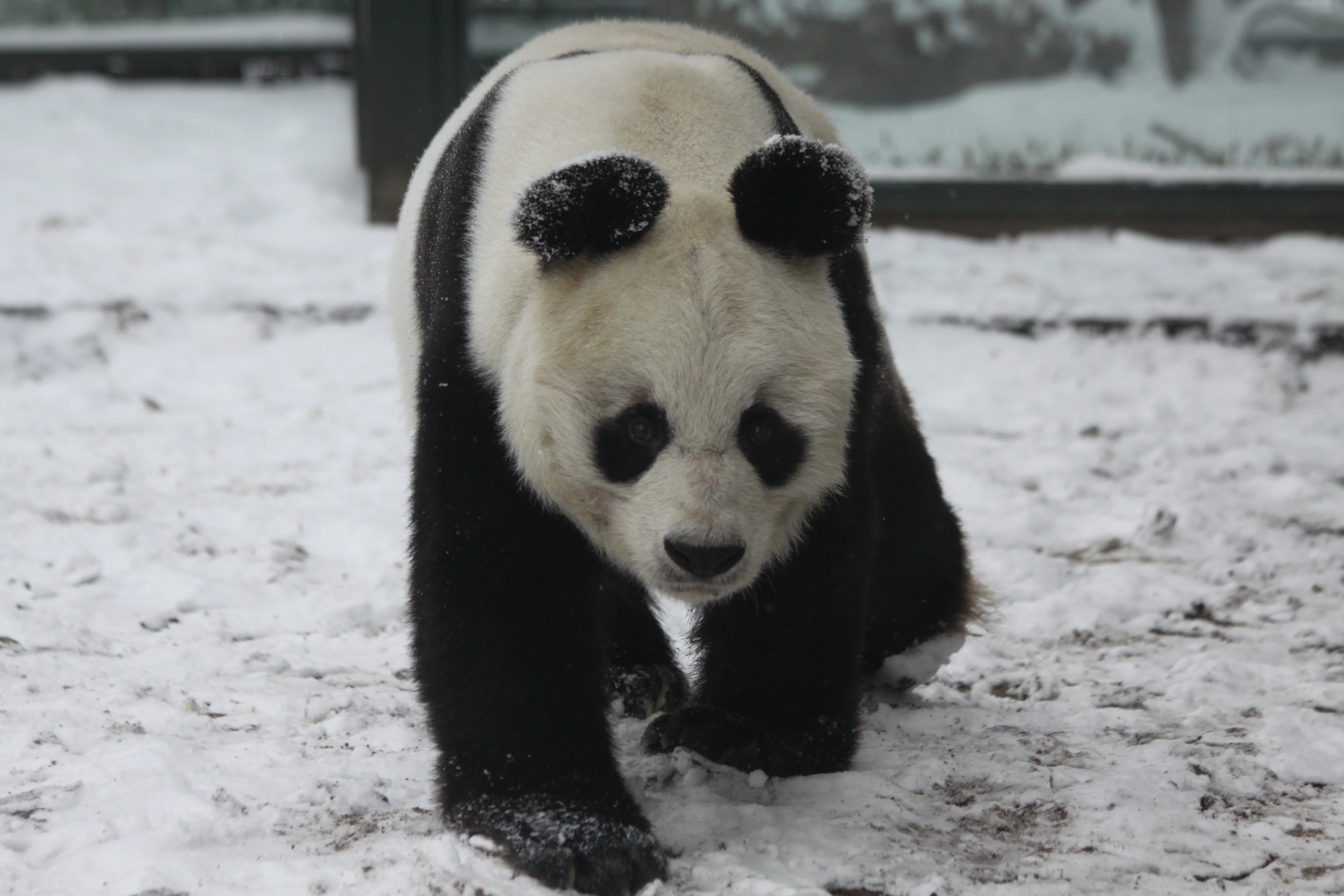 Zoo Berlin