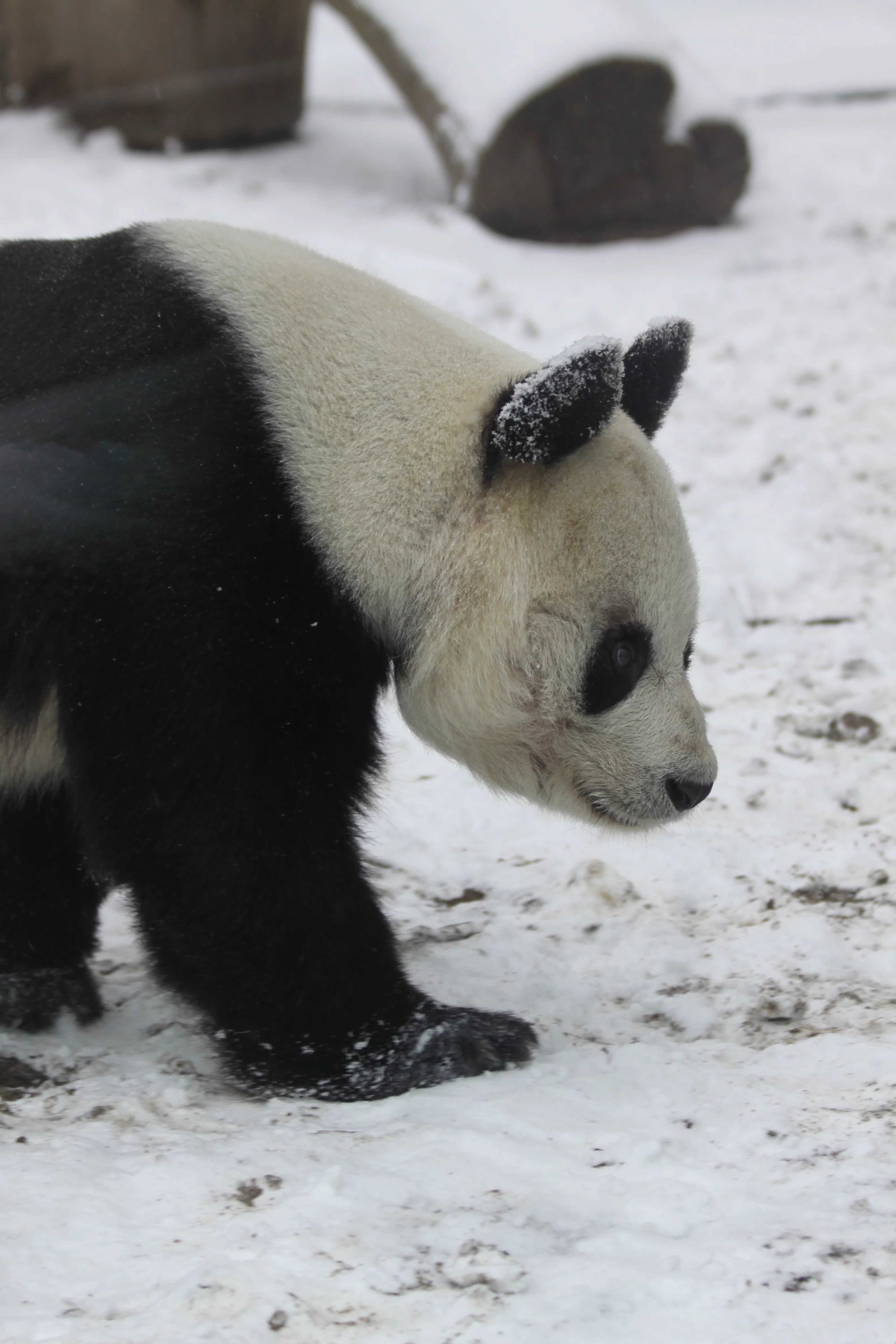 Zoo Berlin