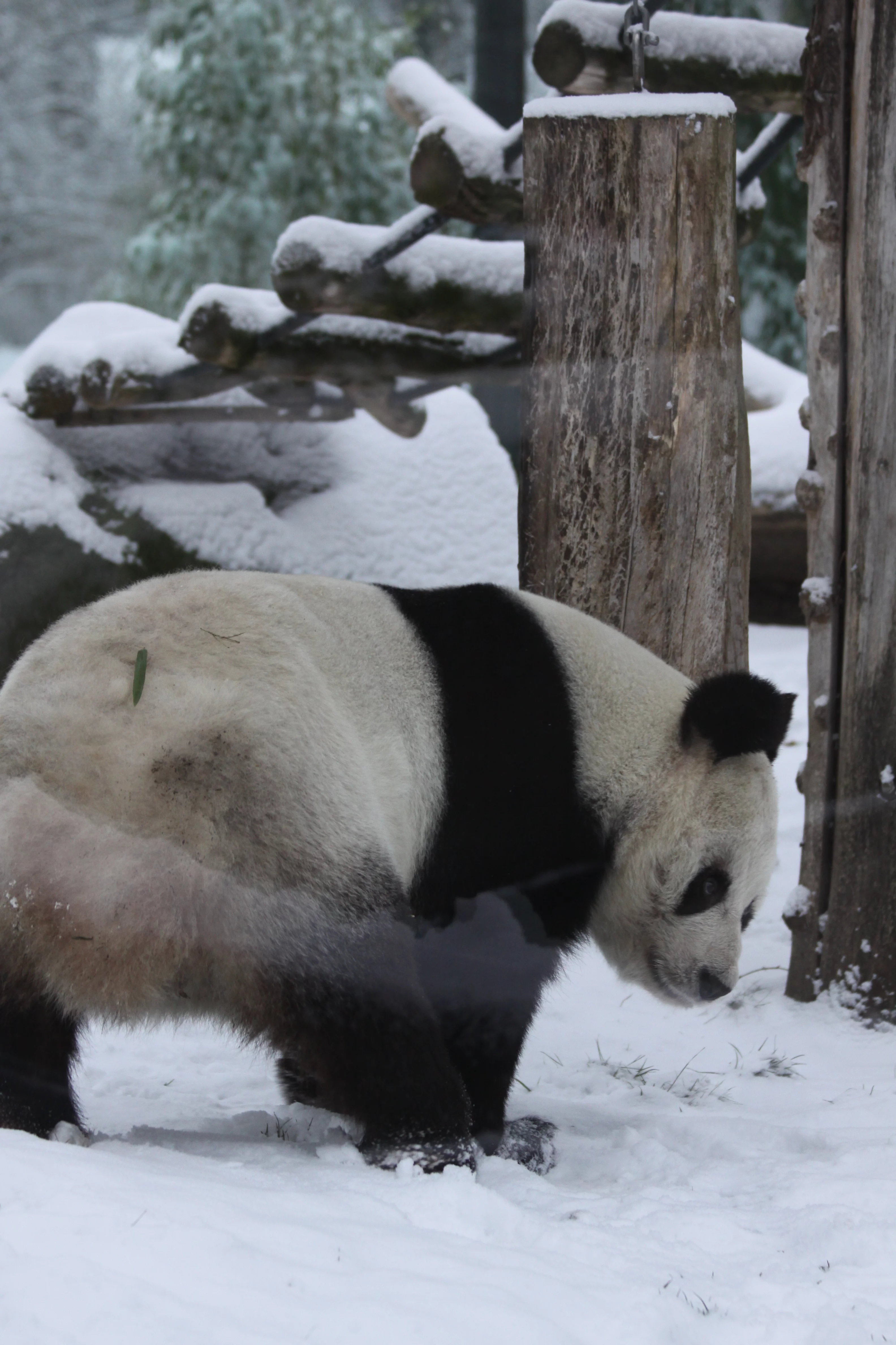 Zoo Berlin