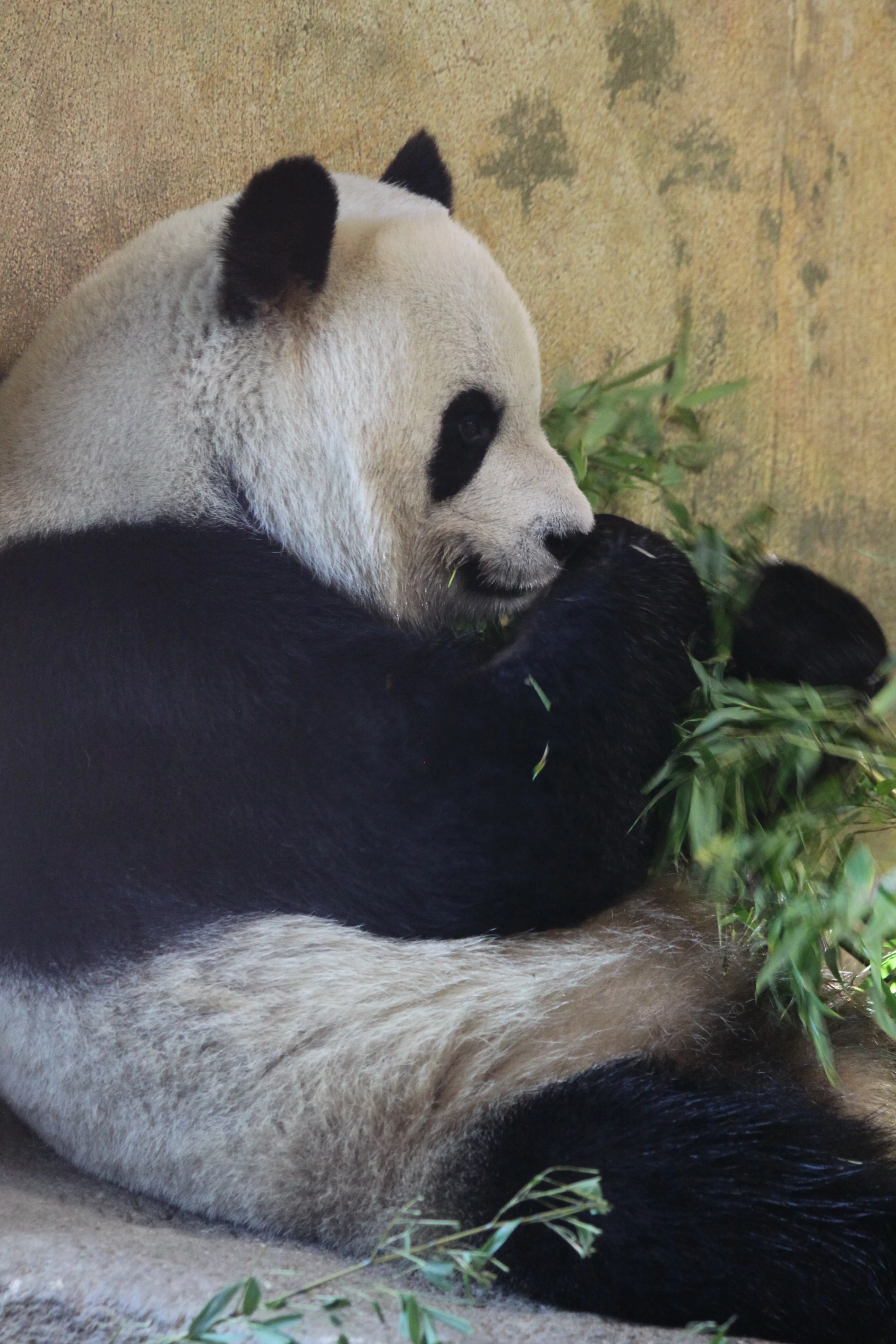 Zoo Madrid