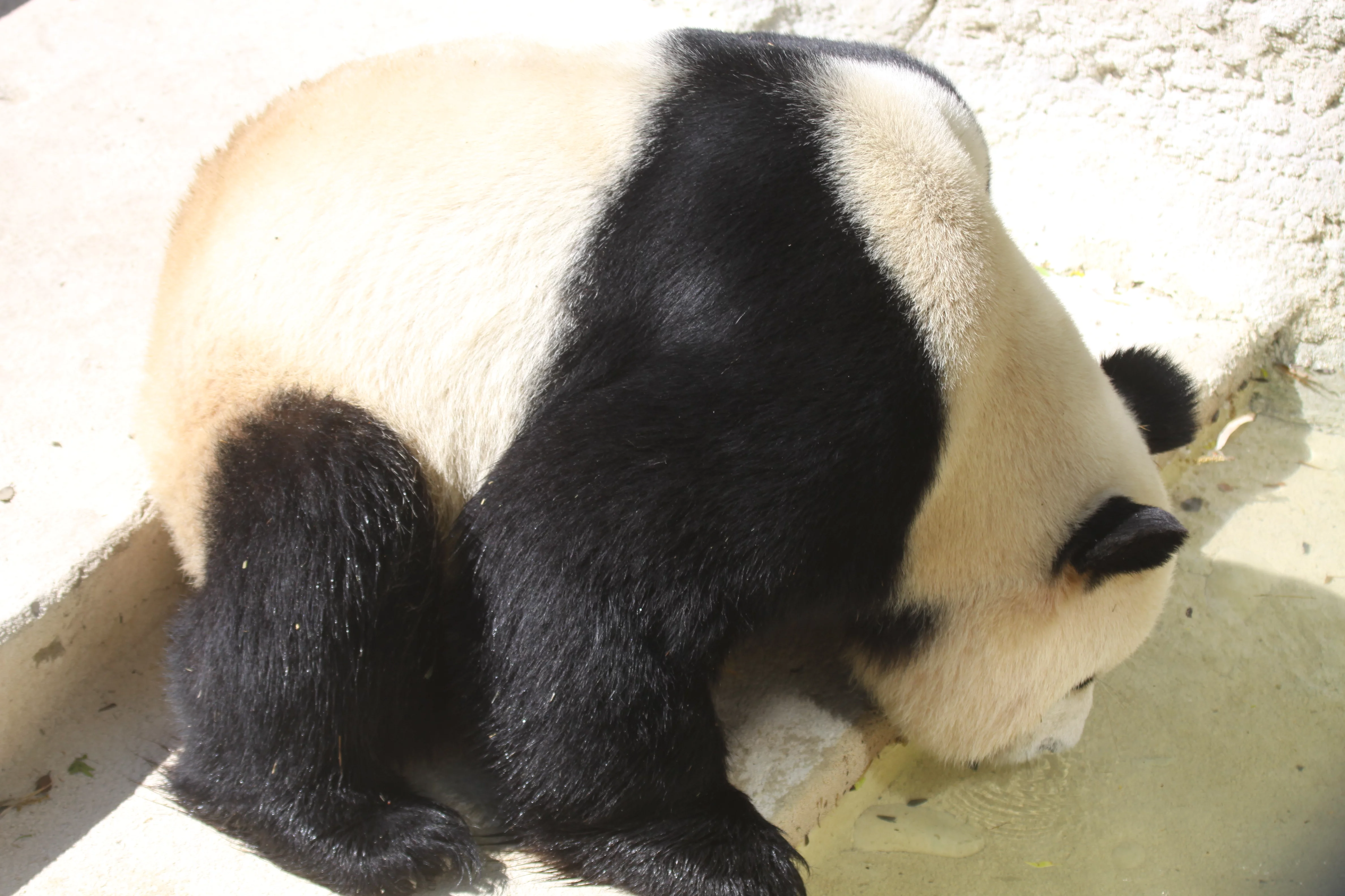 Zoo Madrid