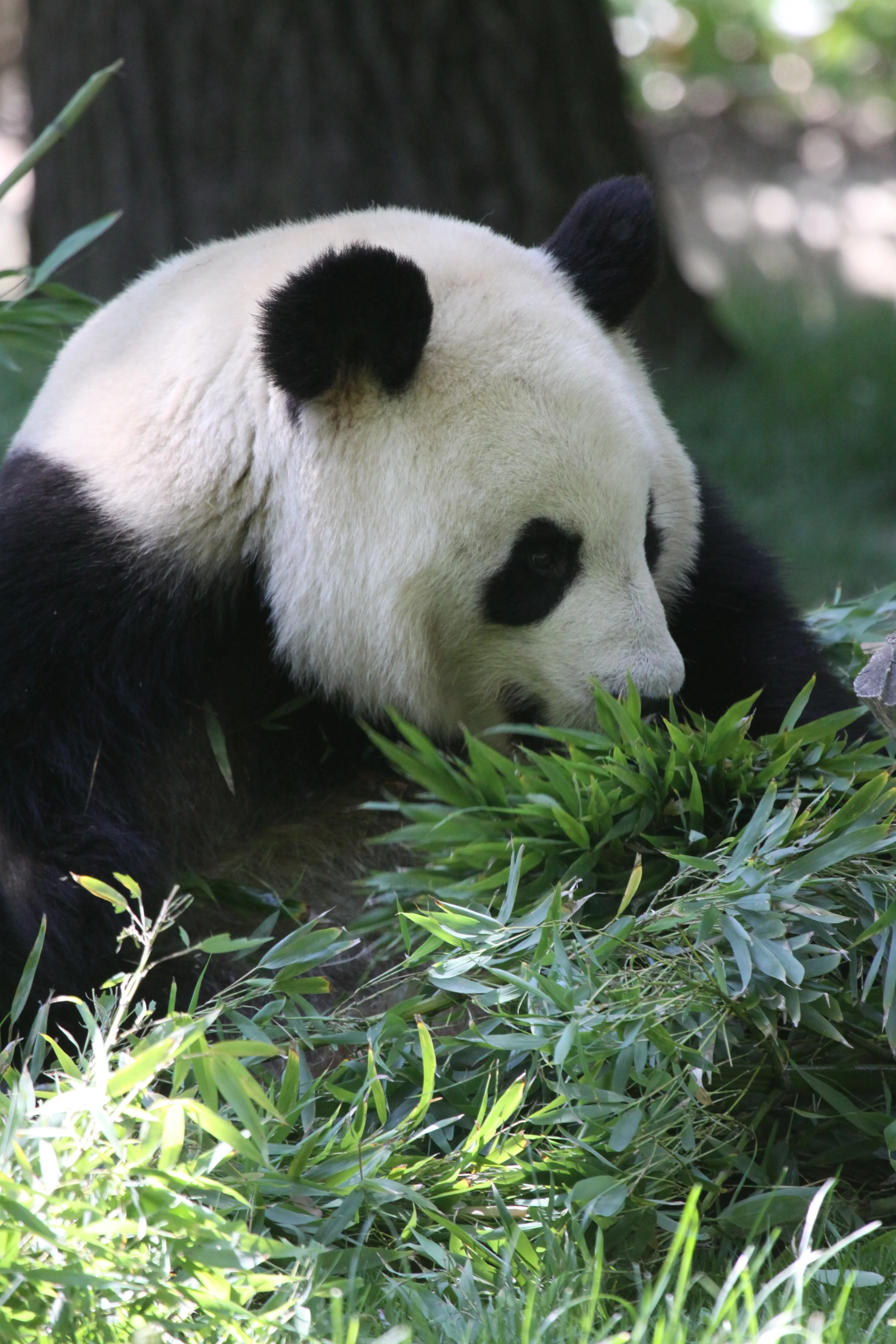 Zoo Madrid