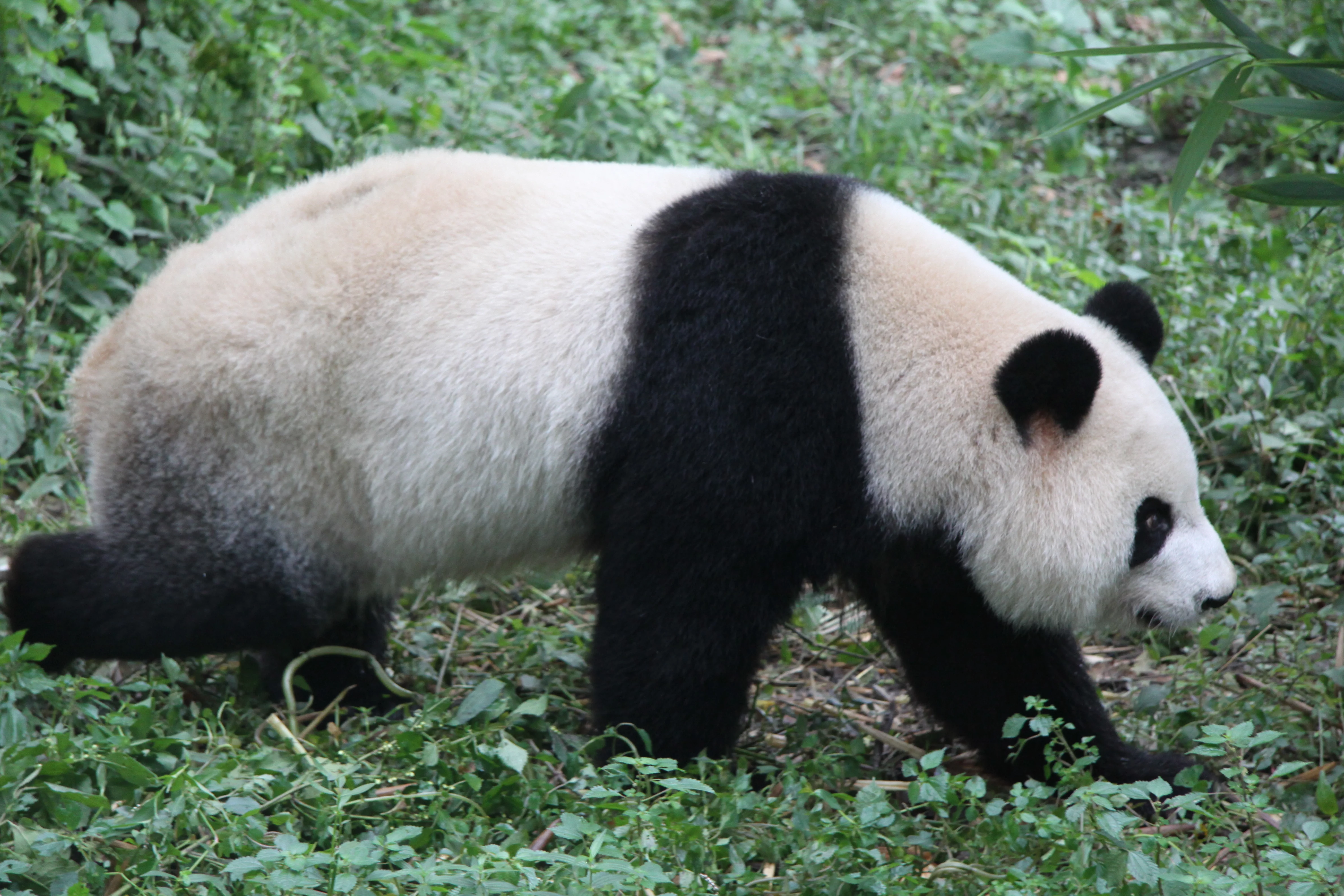 Chengdu Research Base of Giant Panda Breeding