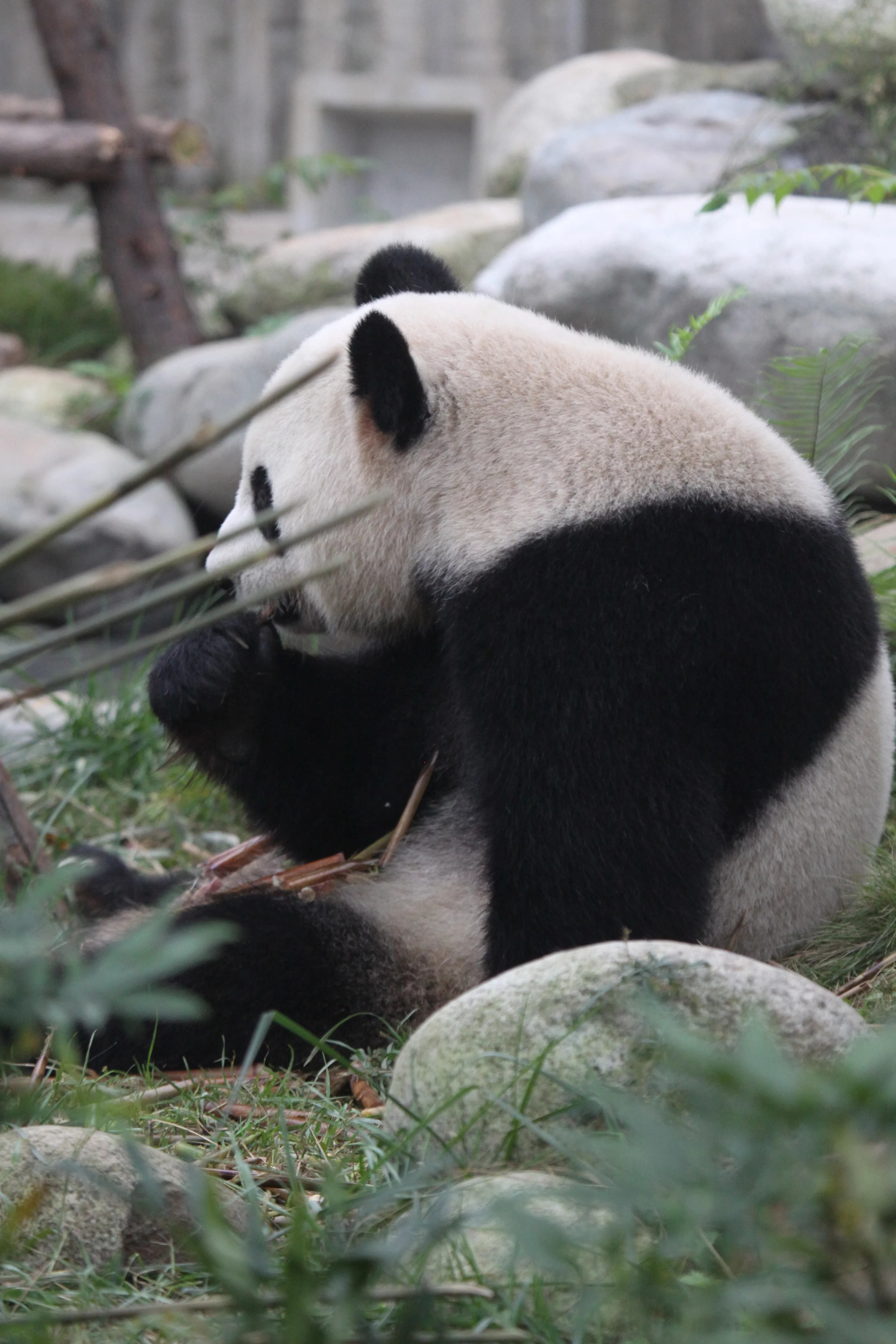 Chengdu Research Base of Giant Panda Breeding