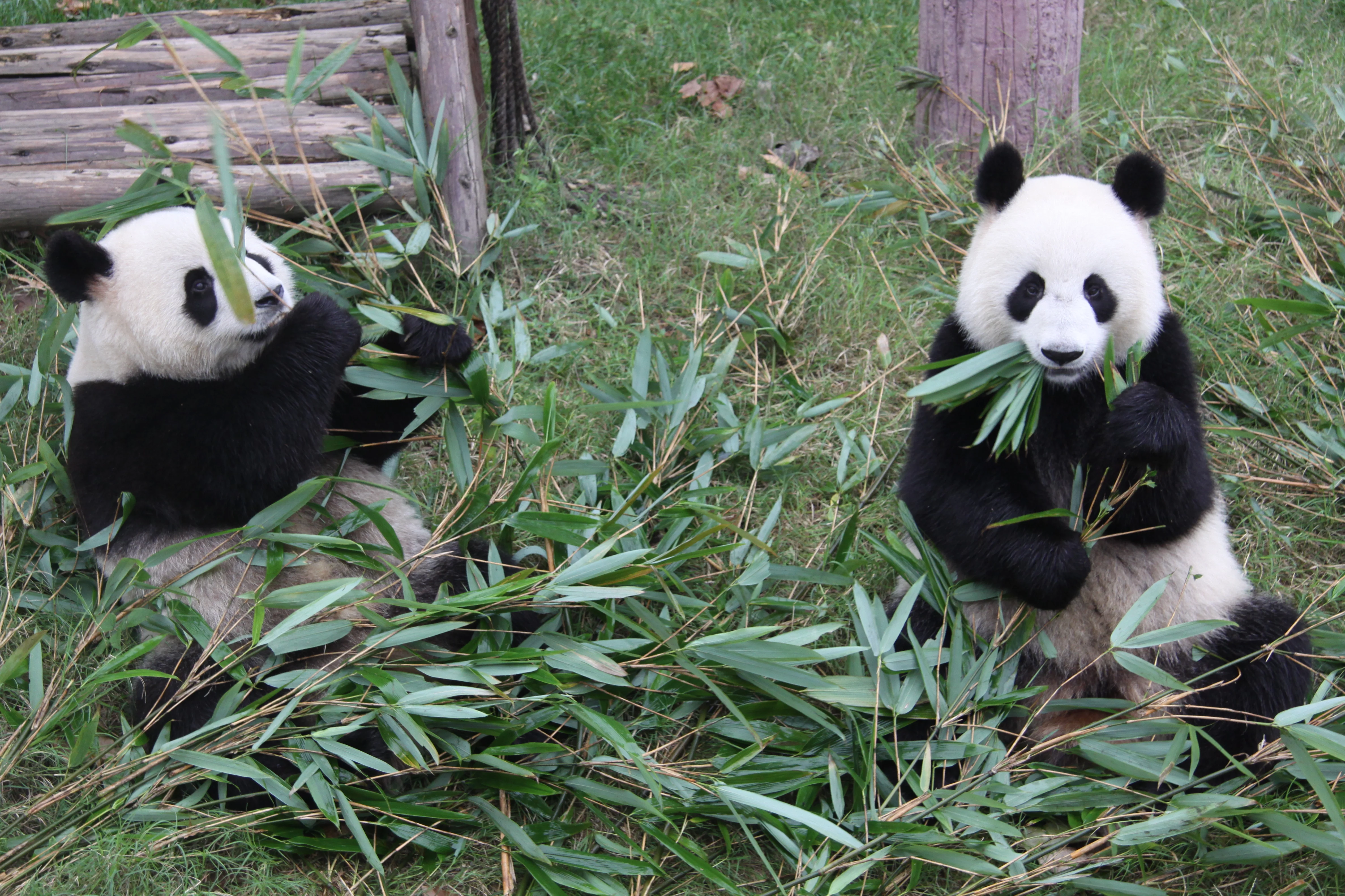 Chengdu Research Base of Giant Panda Breeding
